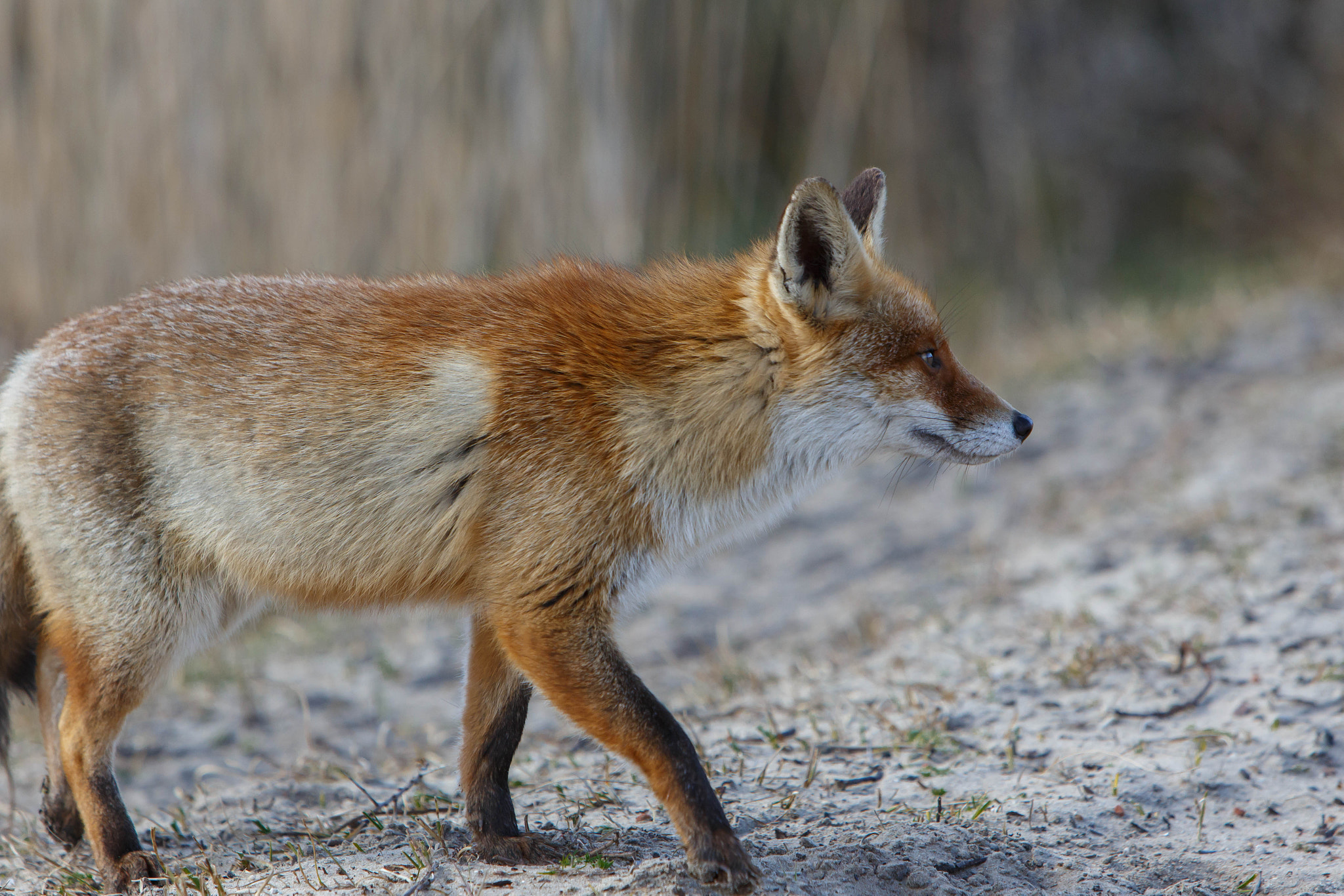 Canon EF 70-200mm F2.8L IS USM sample photo. Fox (vulpes vulpes) photography