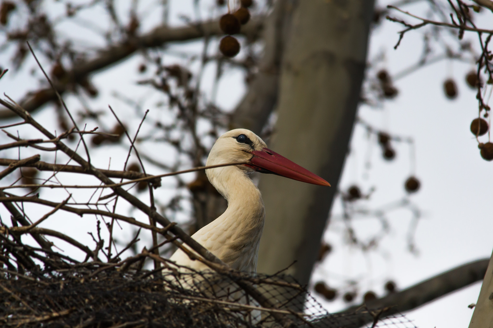 Sigma 150-500mm F5-6.3 DG OS HSM sample photo. The look photography