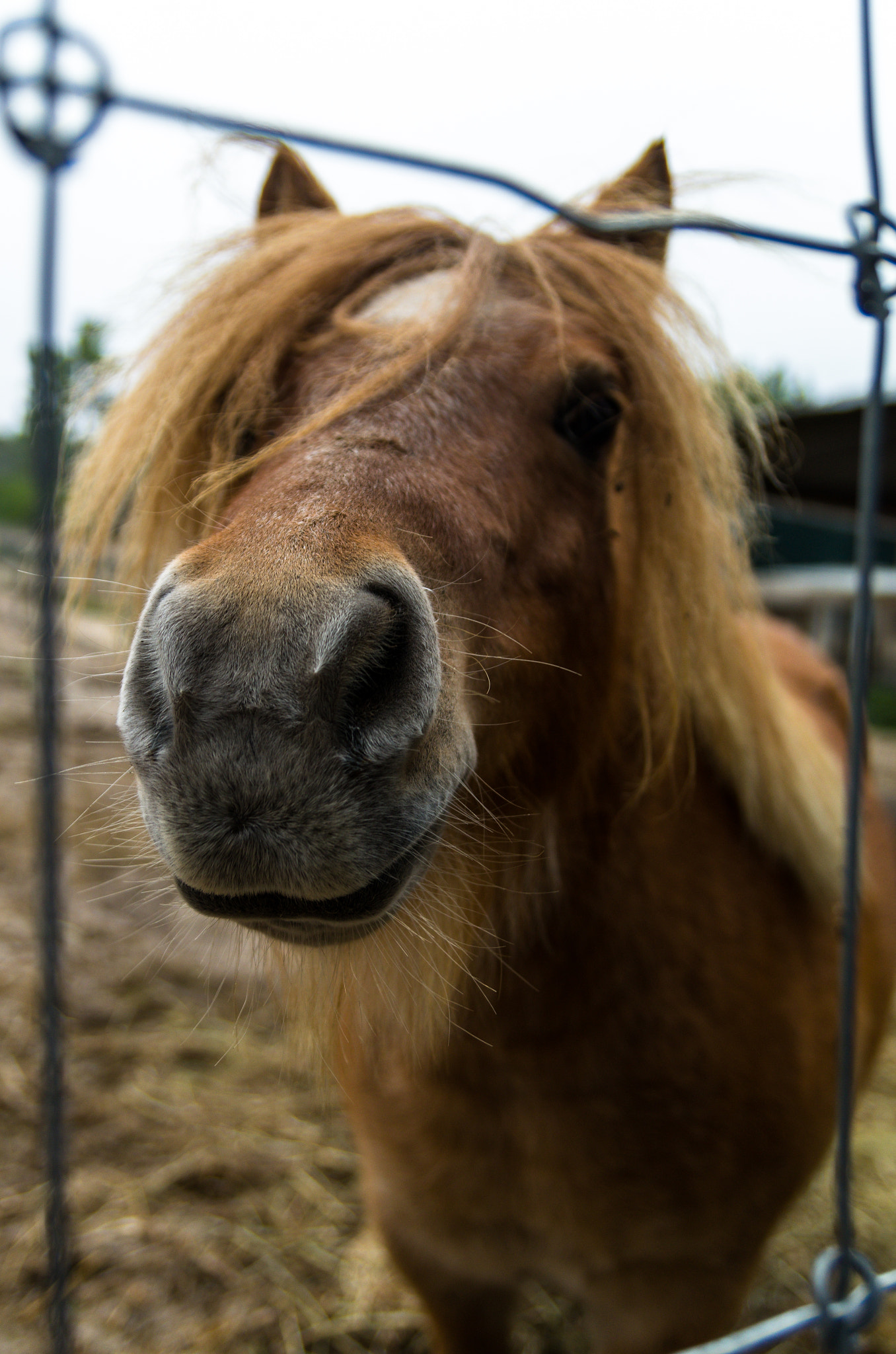 Pentax K-50 sample photo. Nosy pony photography