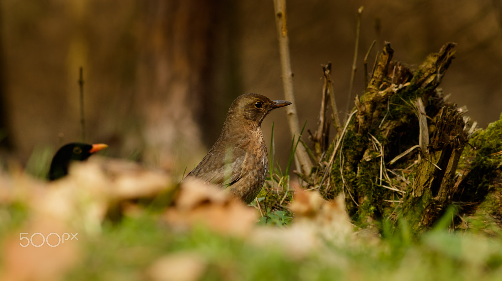 Canon EOS 760D (EOS Rebel T6s / EOS 8000D) + Canon EF 200mm F2.8L II USM sample photo. Samička kosa,jaro se blíží photography