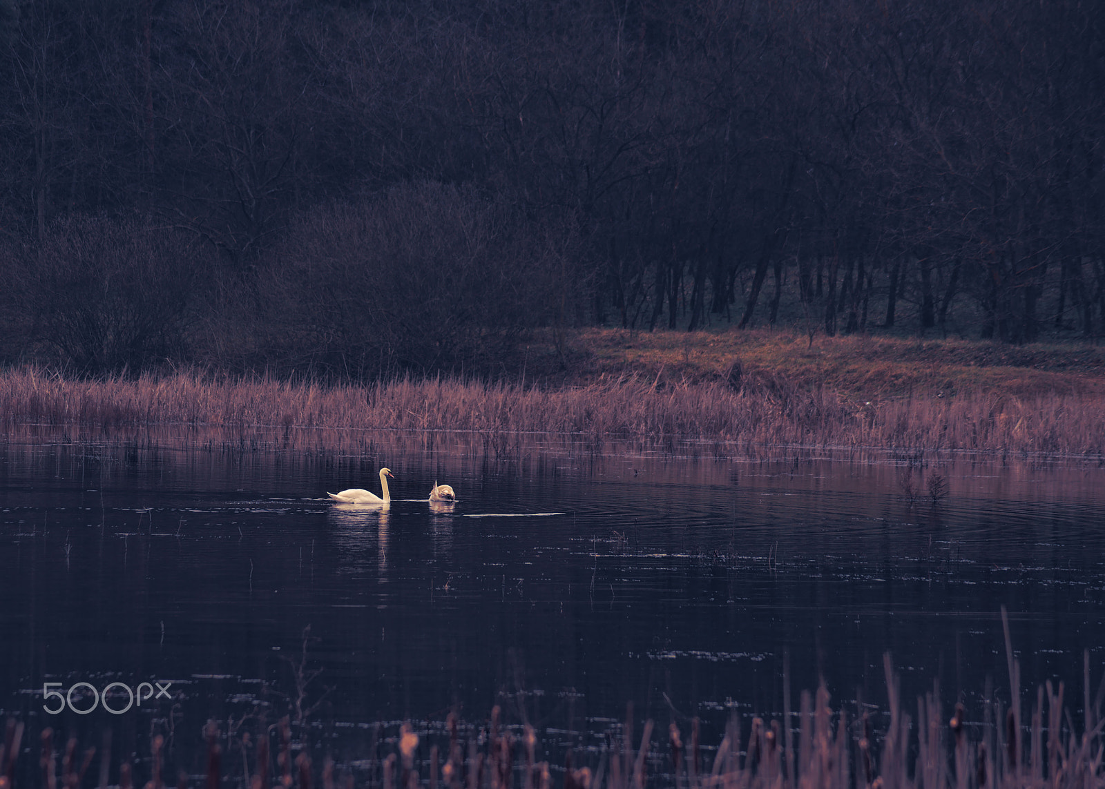Nikon AF Nikkor 70-300mm F4-5.6G sample photo. Swans on dark waters photography