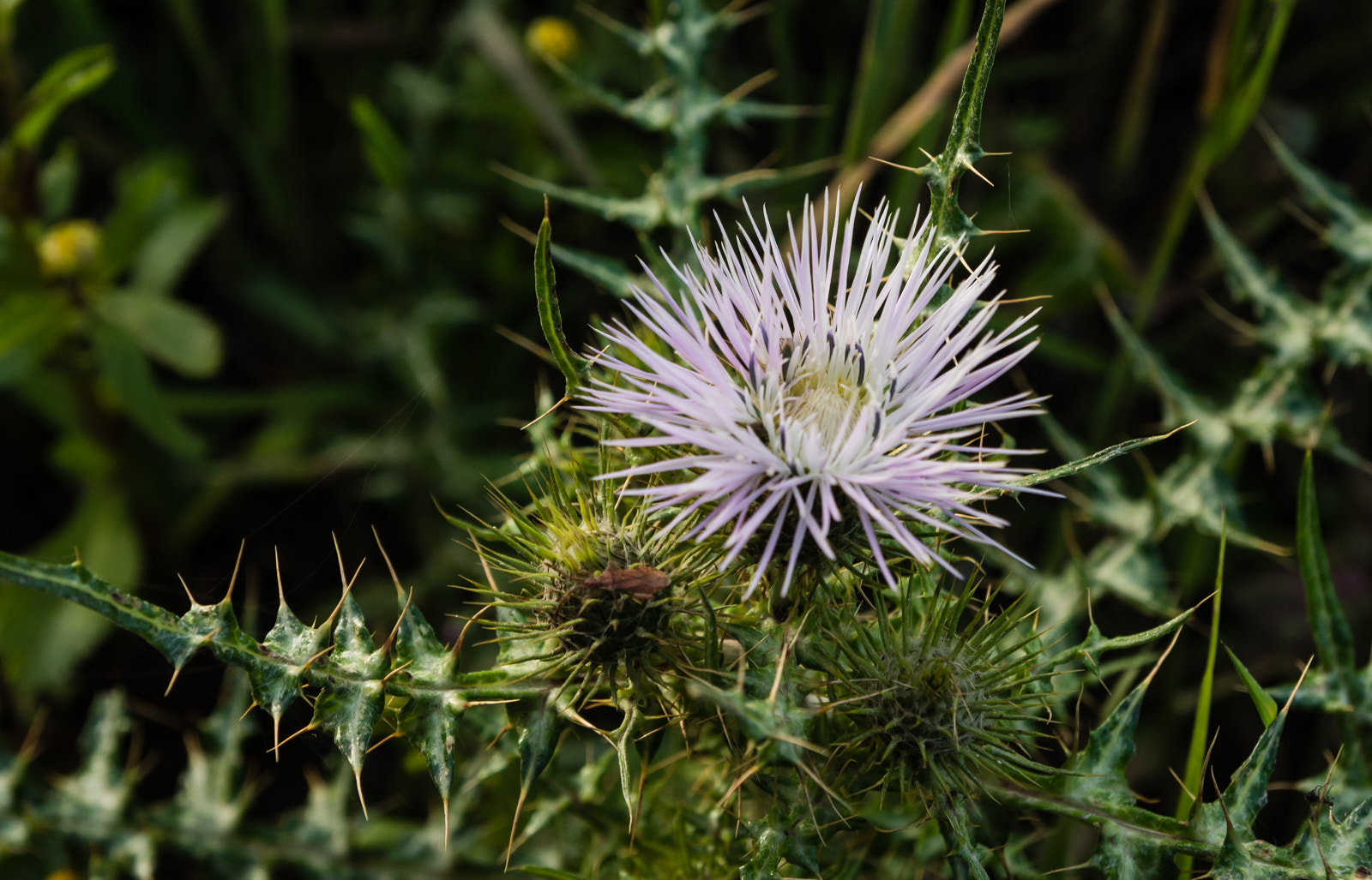 Sony SLT-A65 (SLT-A65V) + Tamron SP 24-70mm F2.8 Di VC USD sample photo. Distel photography
