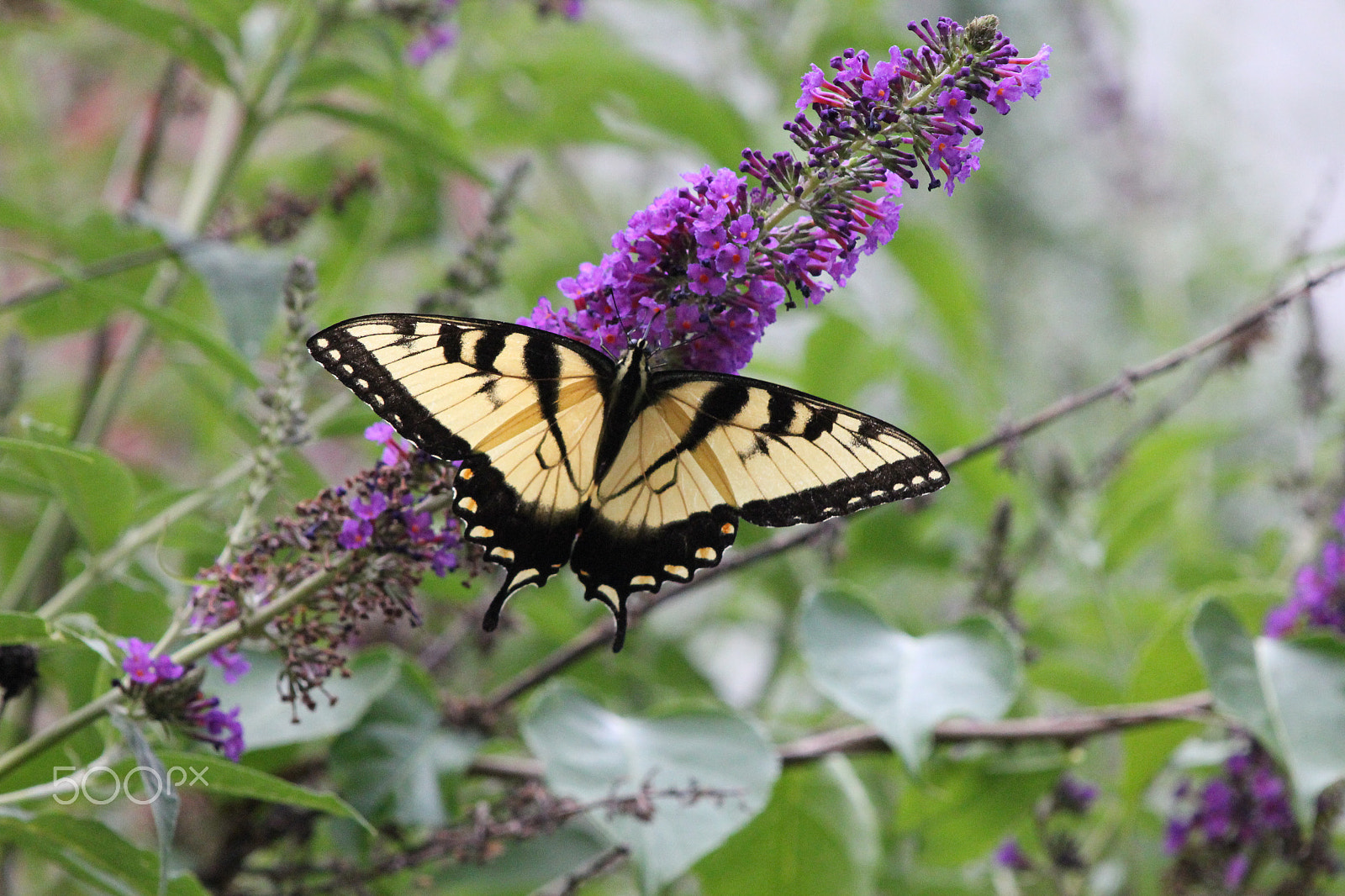 Canon EF 80-200mm F4.5-5.6 II sample photo. Butterfly bush photography