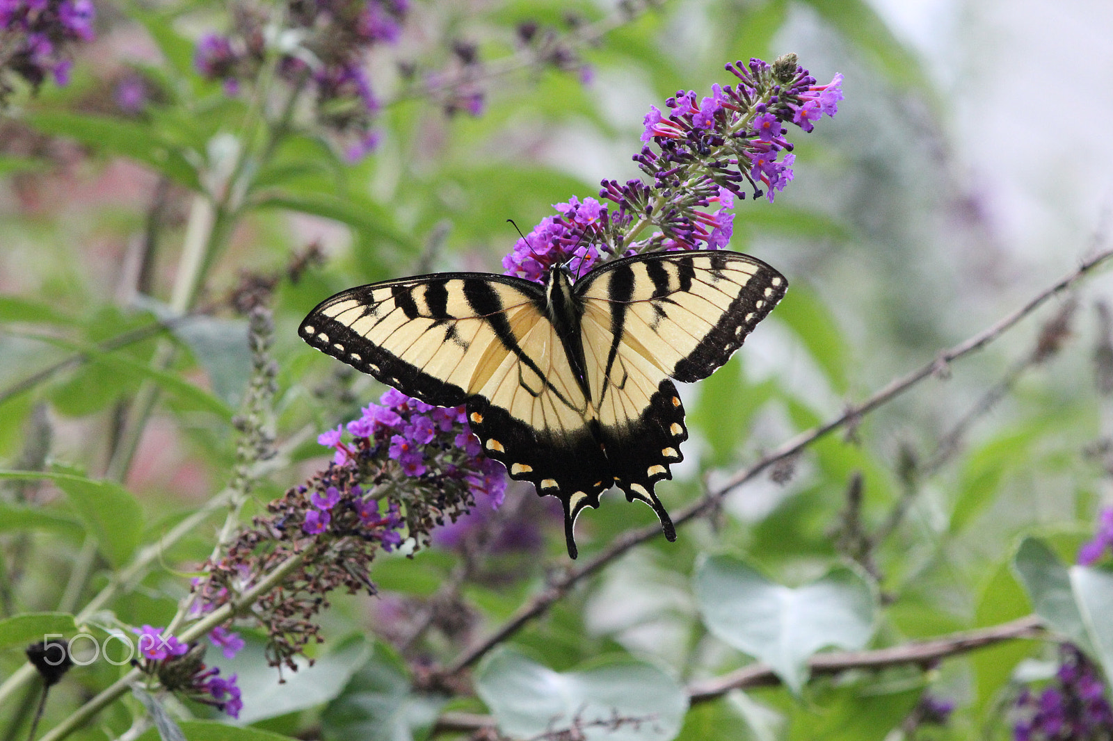Canon EF 80-200mm F4.5-5.6 II sample photo. Butterfly bush photography