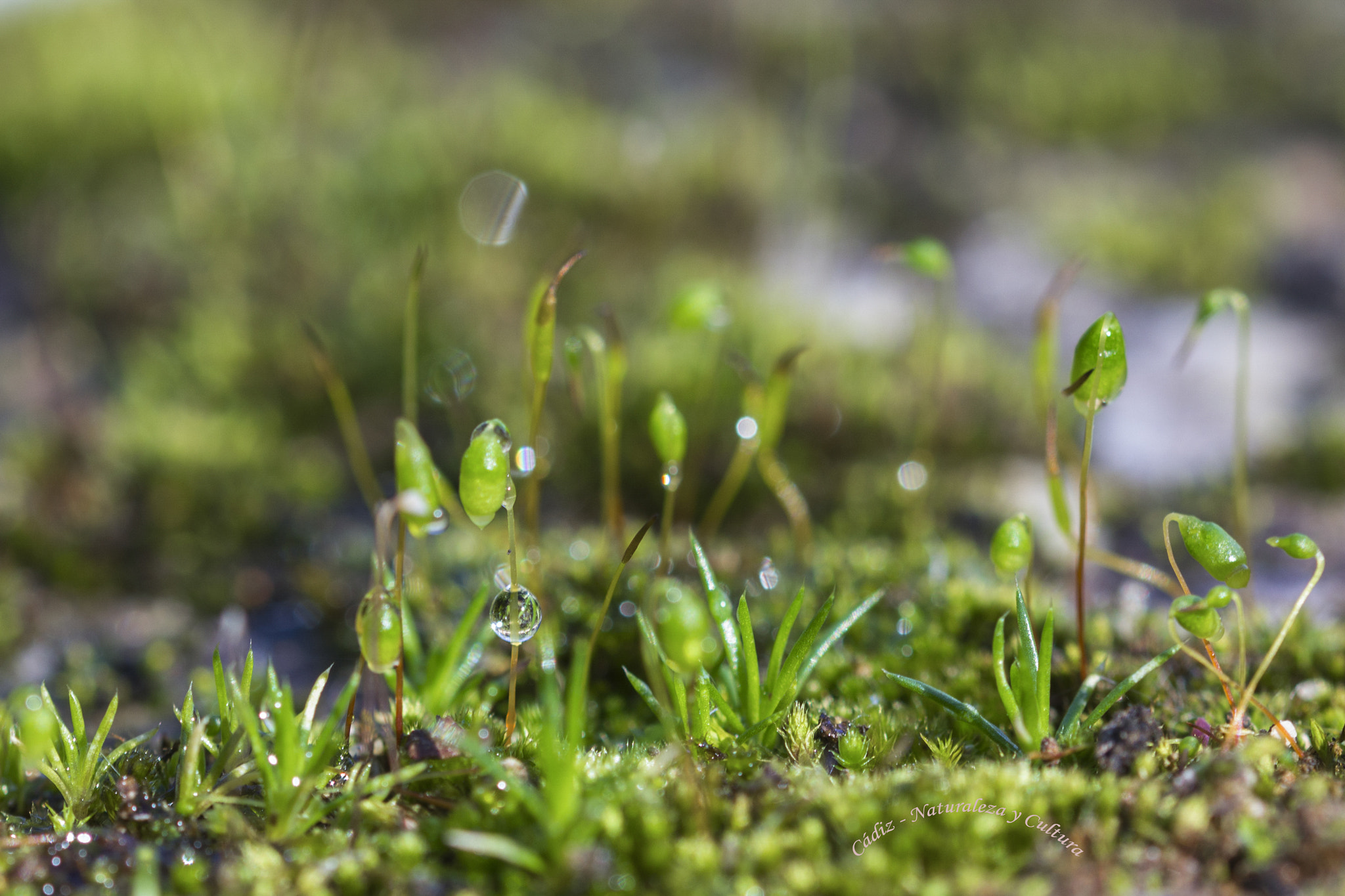 Sigma 105mm F2.8 EX DG OS HSM sample photo. Moss photography