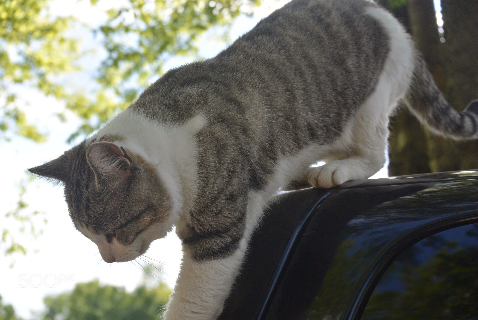 Nikon 1 S1 sample photo. Cat descending photography