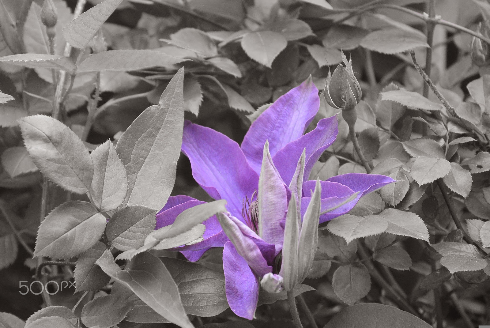 Nikon 1 S1 sample photo. Hiding lily photography