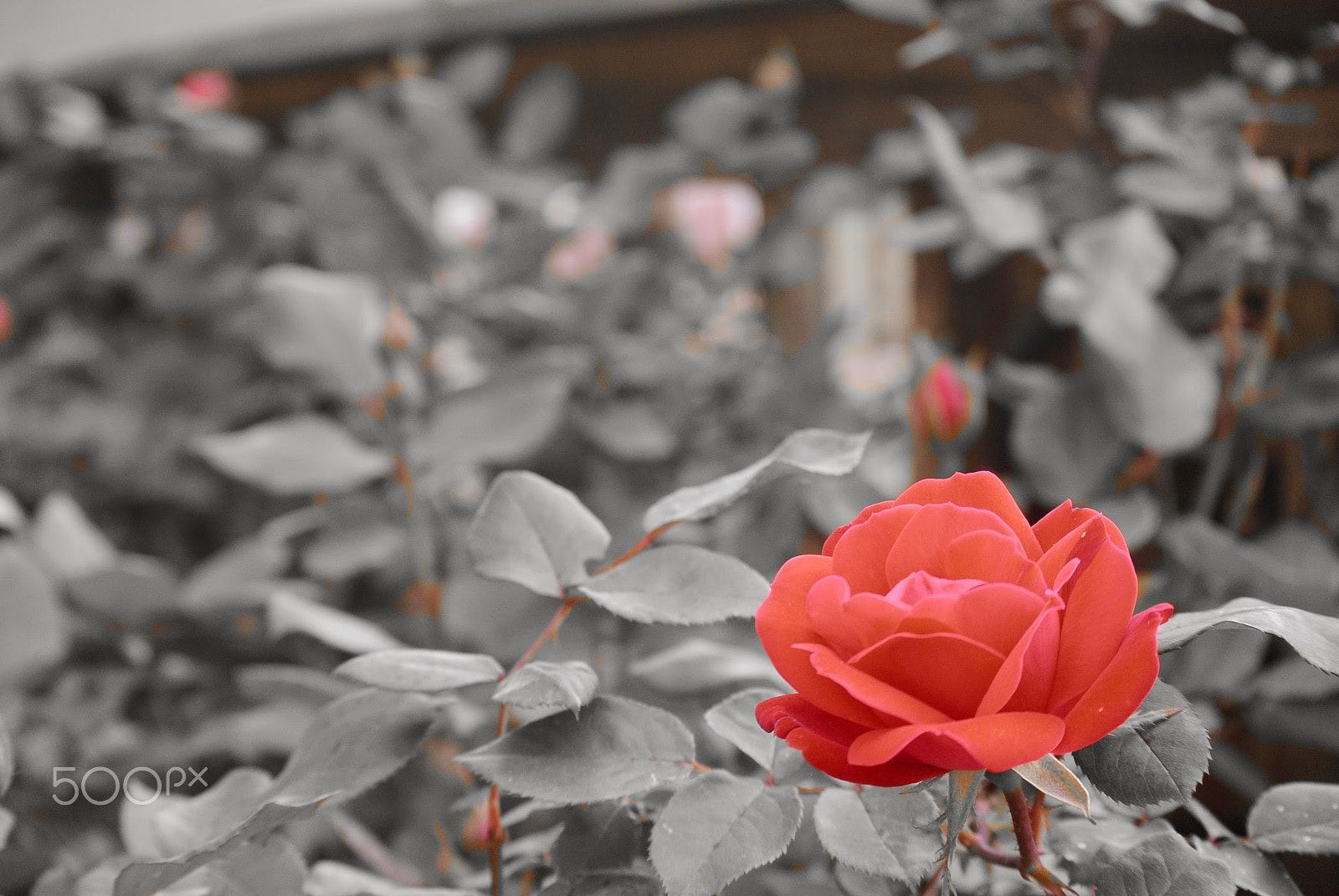 Nikon 1 S1 sample photo. Standing out photography