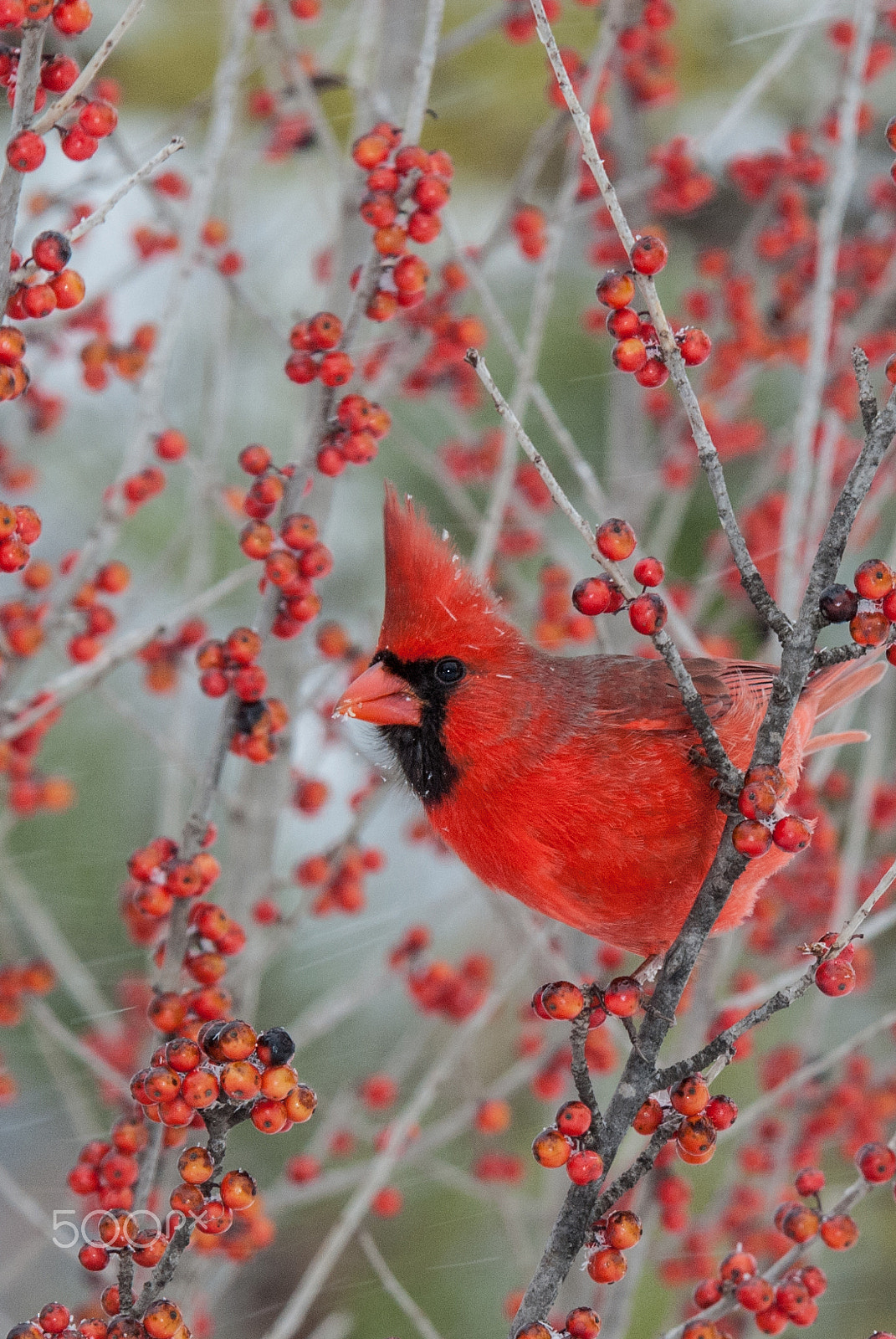 Nikon D200 sample photo. Male cardinal photography