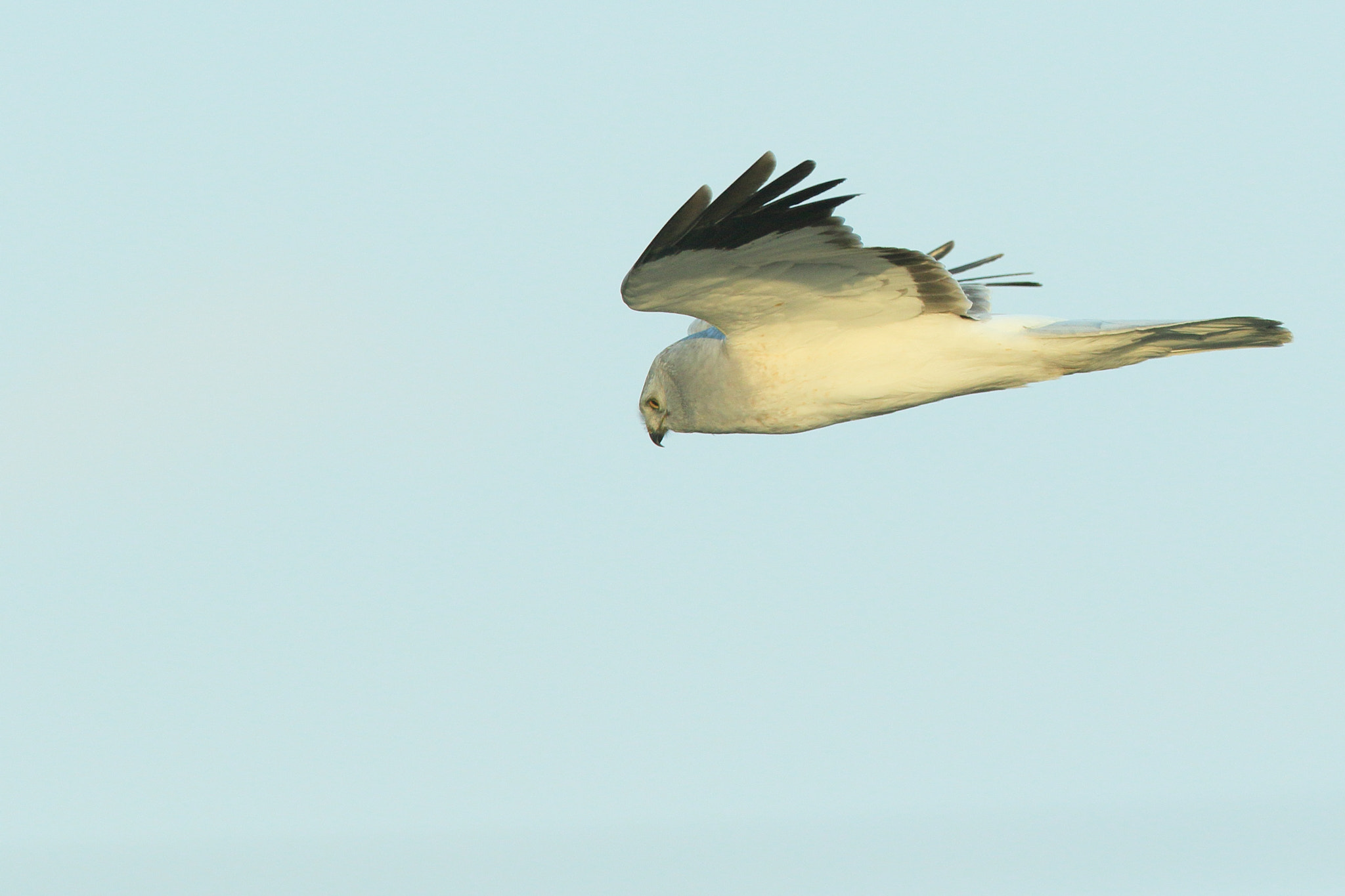 Canon EOS 7D Mark II + Canon EF 400mm F2.8L IS II USM sample photo. ハイイロチュウヒ   探して− photography