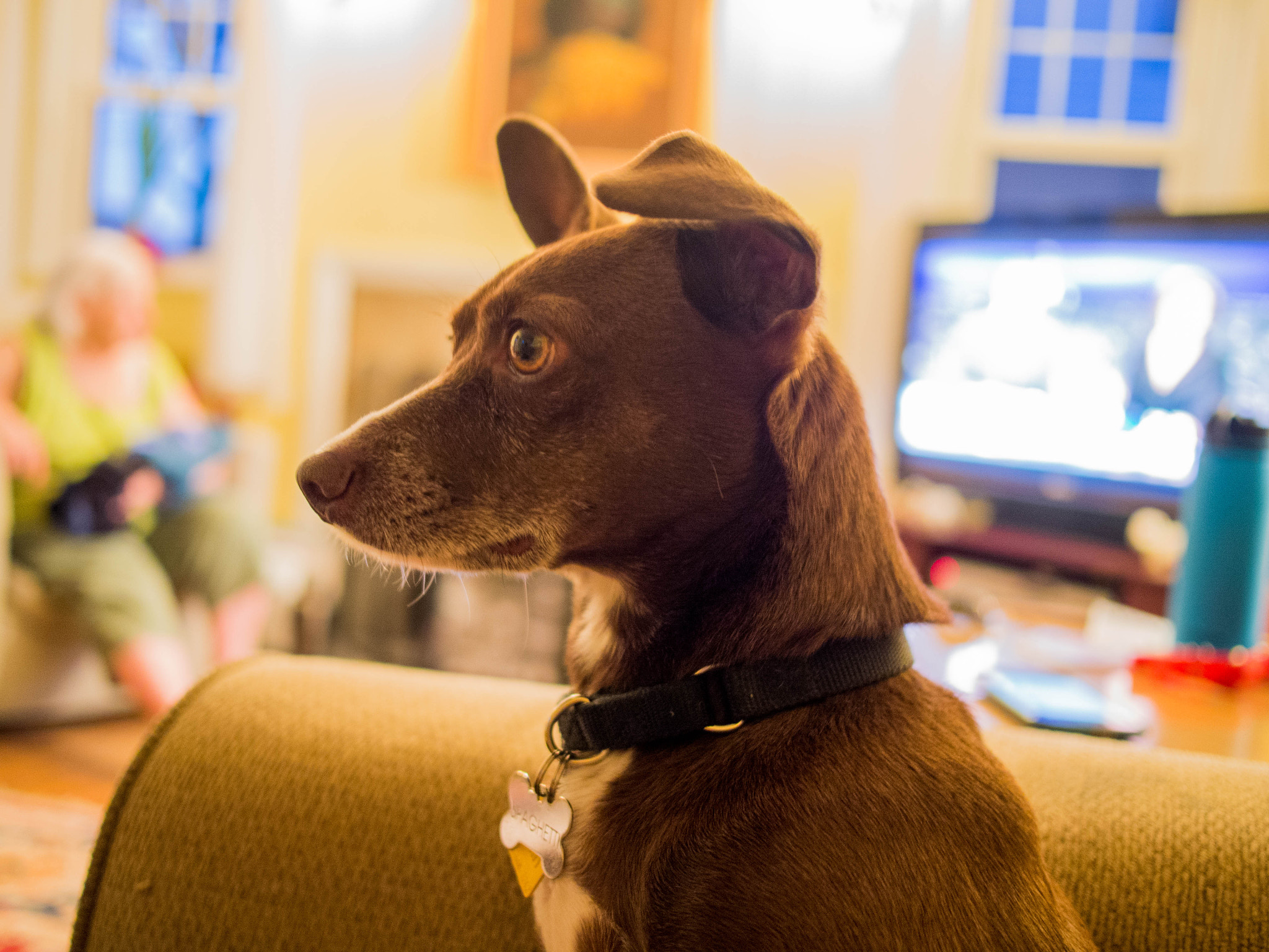 Olympus PEN E-PL6 + Panasonic Lumix G 20mm F1.7 ASPH sample photo. 20mm min pin photography