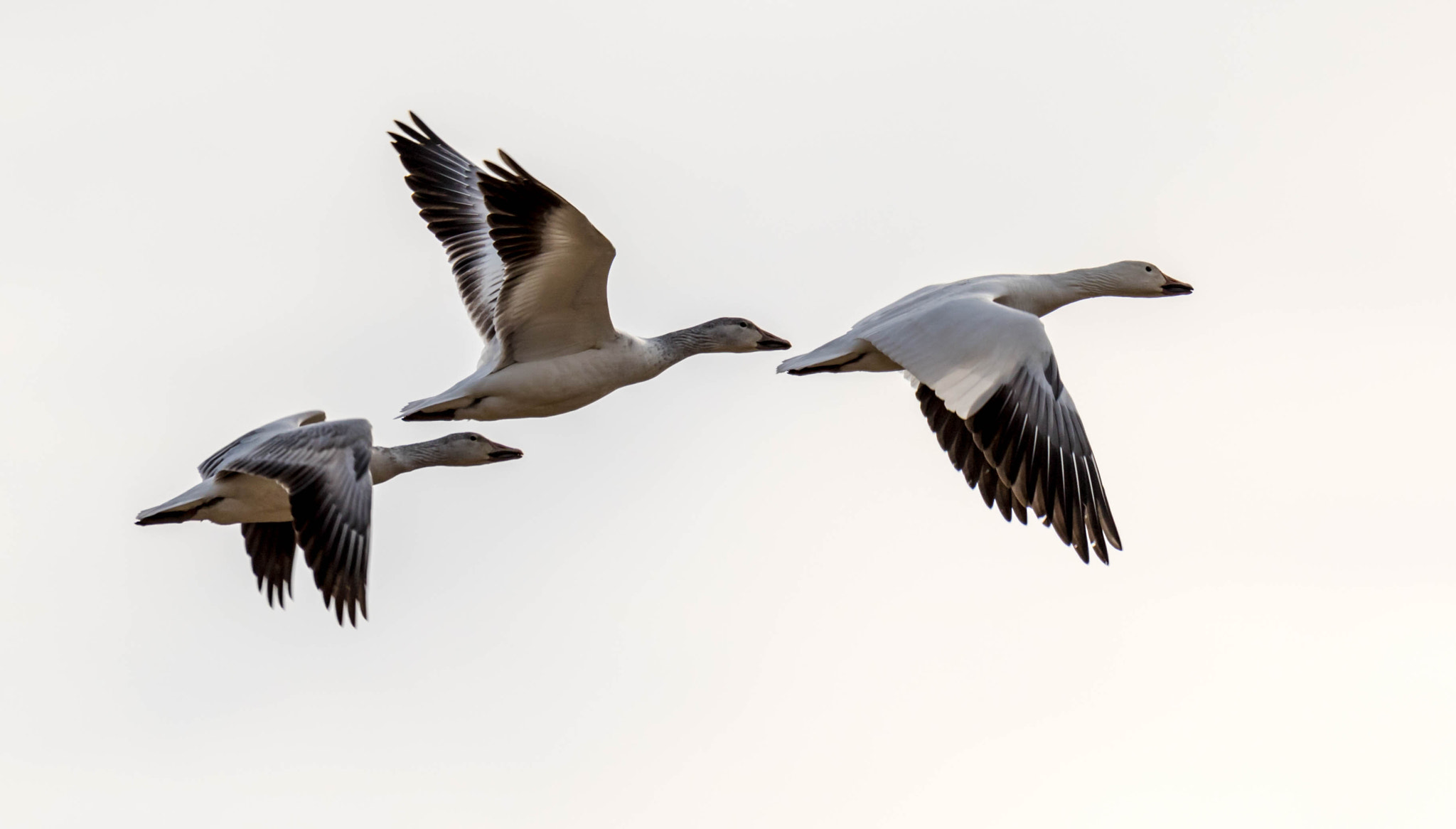 Canon EF 100-400mm F4.5-5.6L IS USM sample photo. Snow geese in flight photography