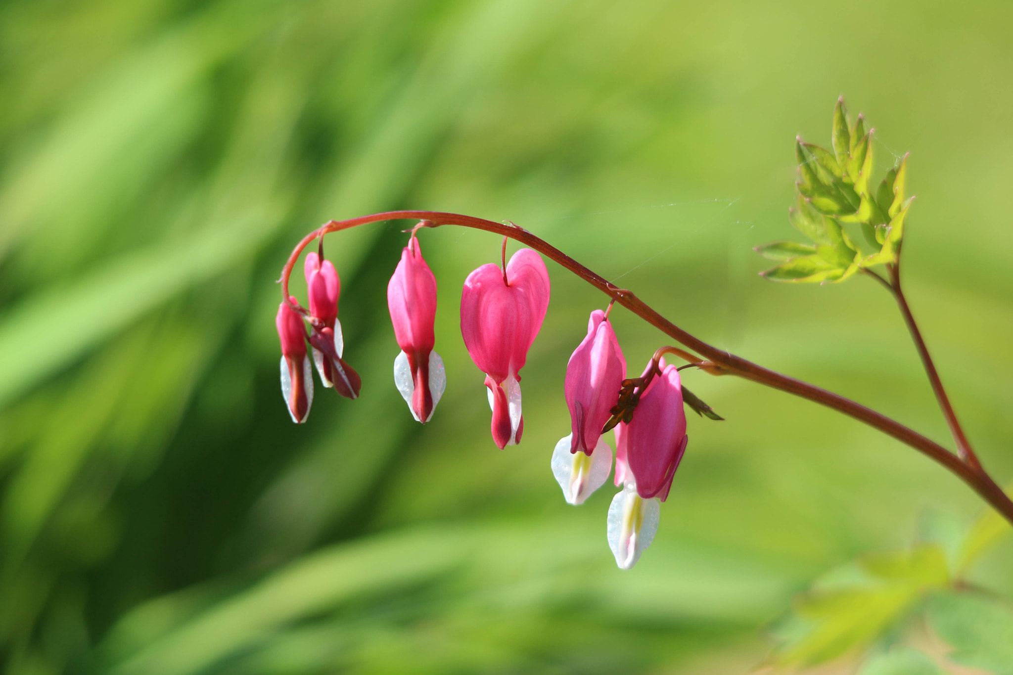 Sigma 150-500mm F5-6.3 DG OS HSM sample photo. Bleeding hearts photography
