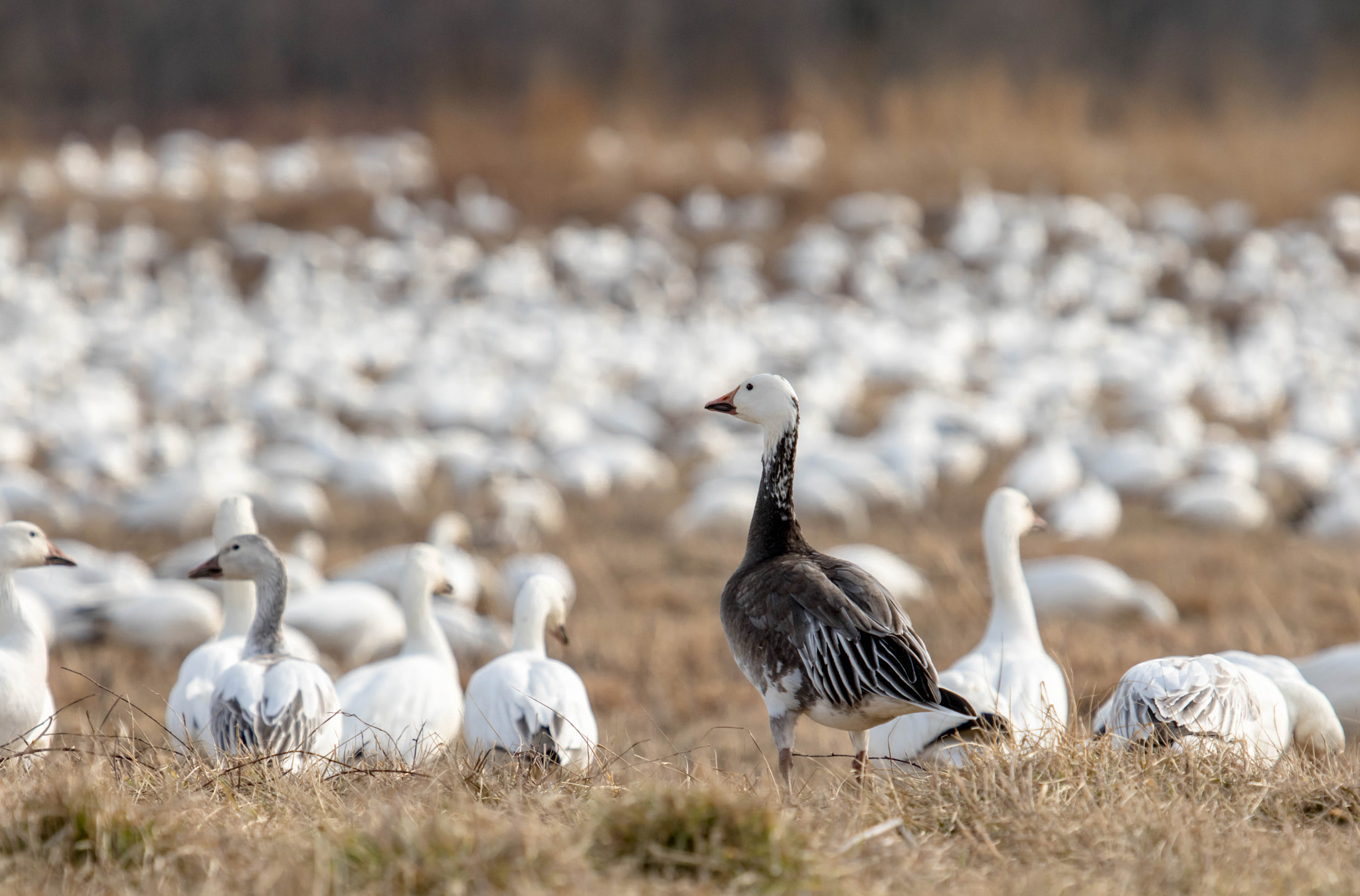 Canon EF 100-400mm F4.5-5.6L IS USM sample photo. Standing out in a crowd photography