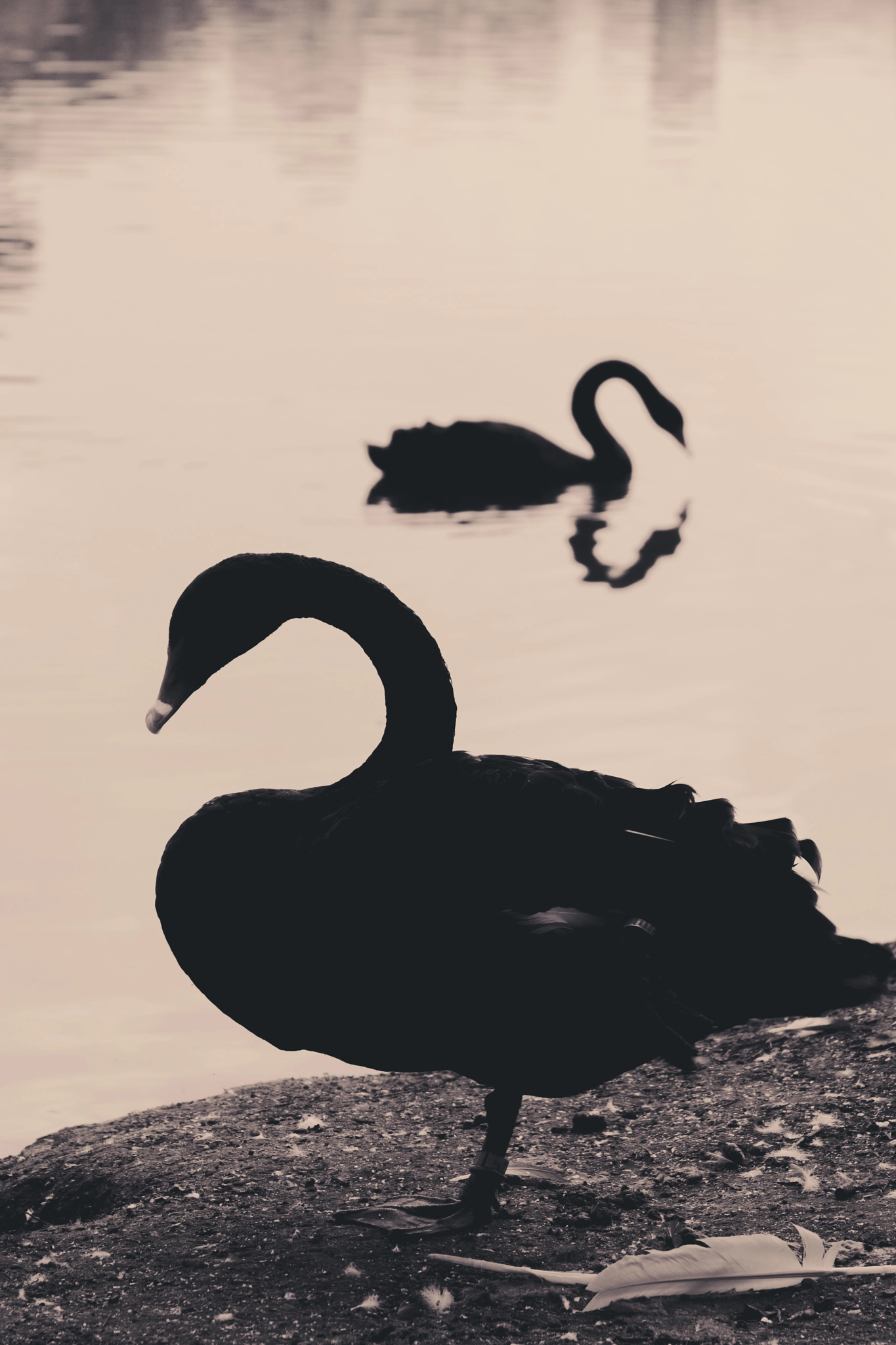 Canon EOS 1000D (EOS Digital Rebel XS / EOS Kiss F) sample photo. Quack photography