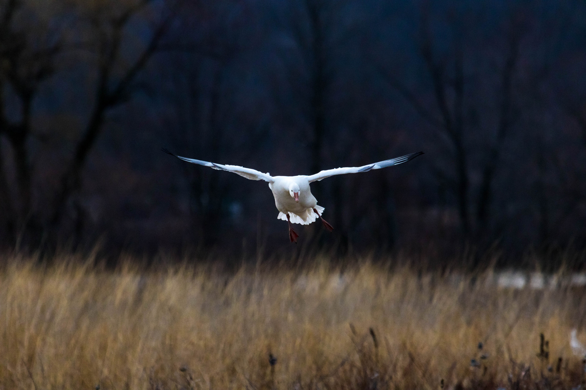 Canon EF 100-400mm F4.5-5.6L IS USM sample photo. Final approach photography