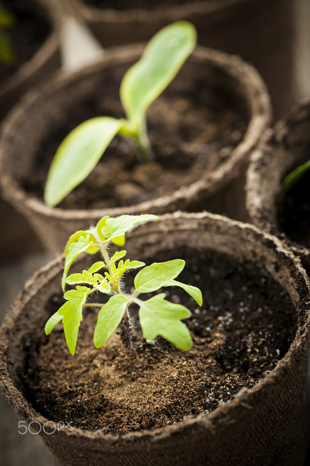 Nikon D3X sample photo. Seedlings growing in peat moss pots photography