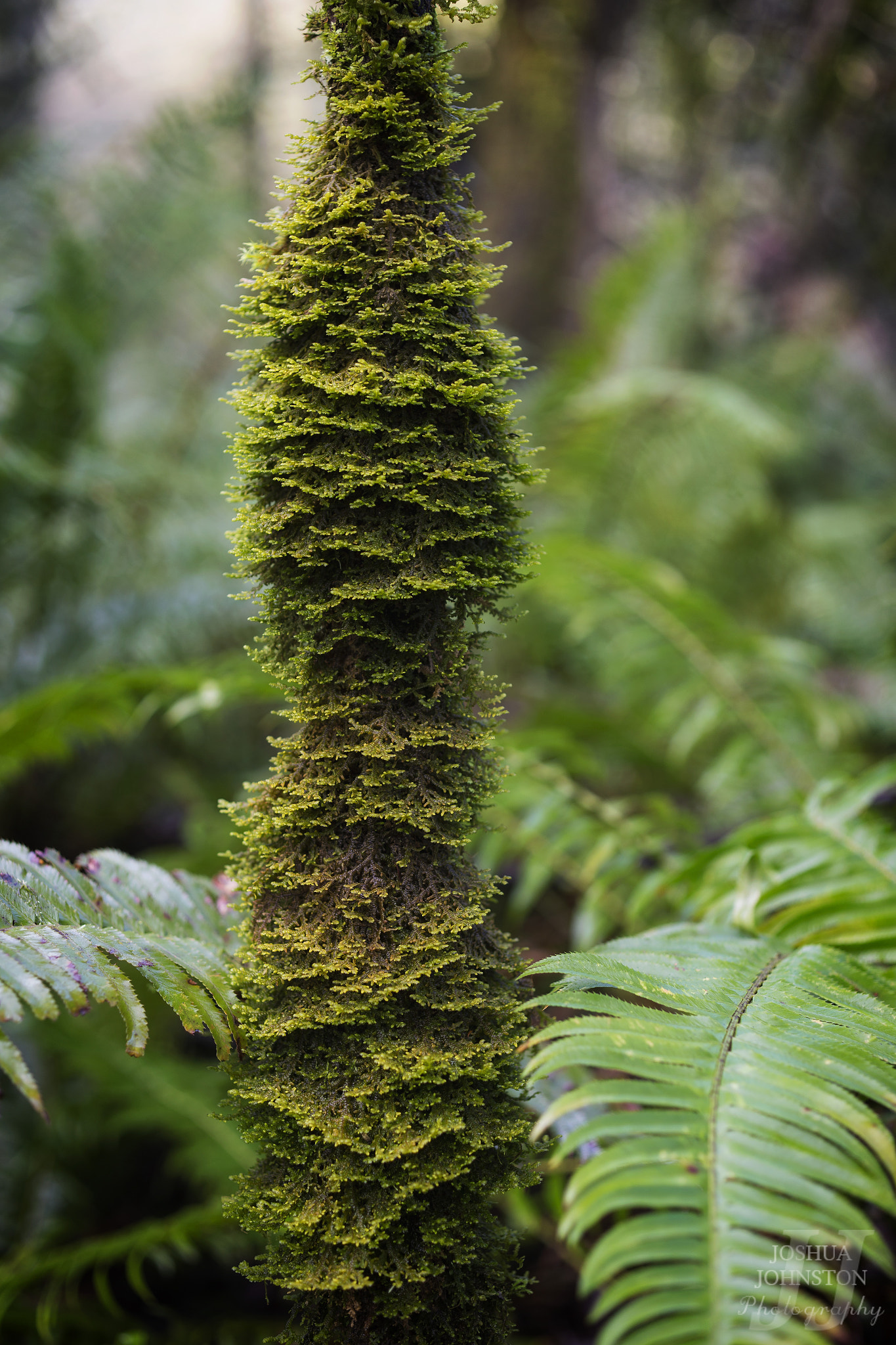 ZEISS Makro-Planar T* 50mm F2 sample photo. A few of my favorite things photography
