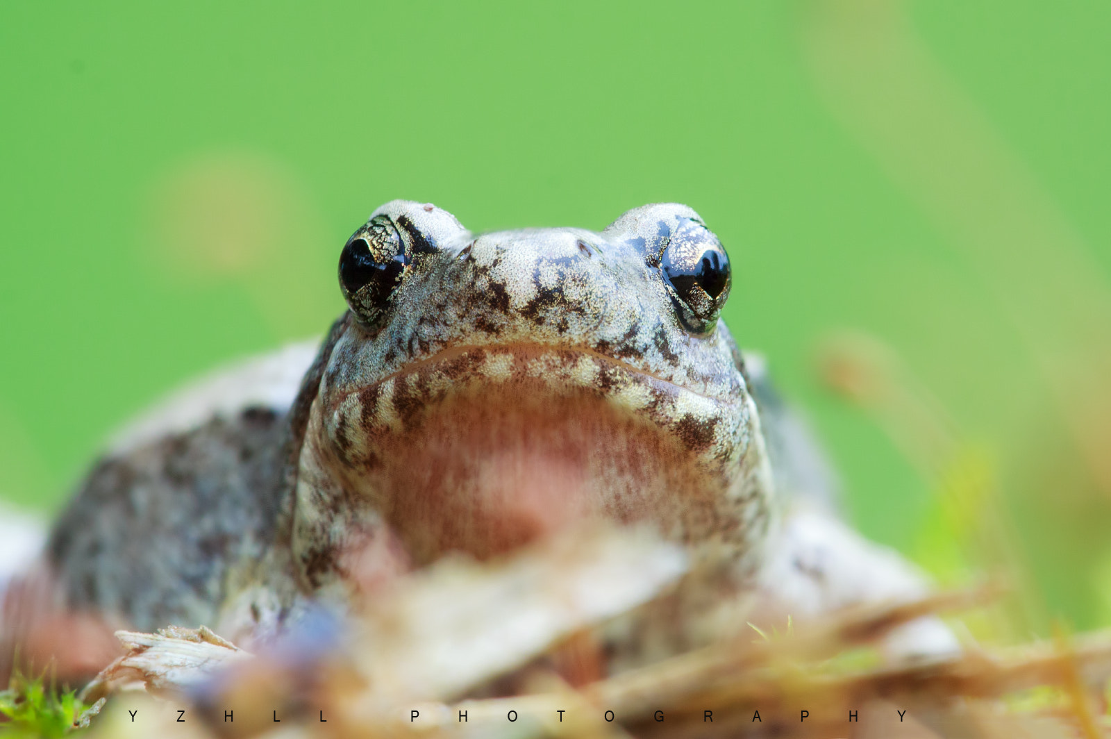 Canon EF 180mm F3.5L Macro USM sample photo. 99894_1456930207.jpg photography