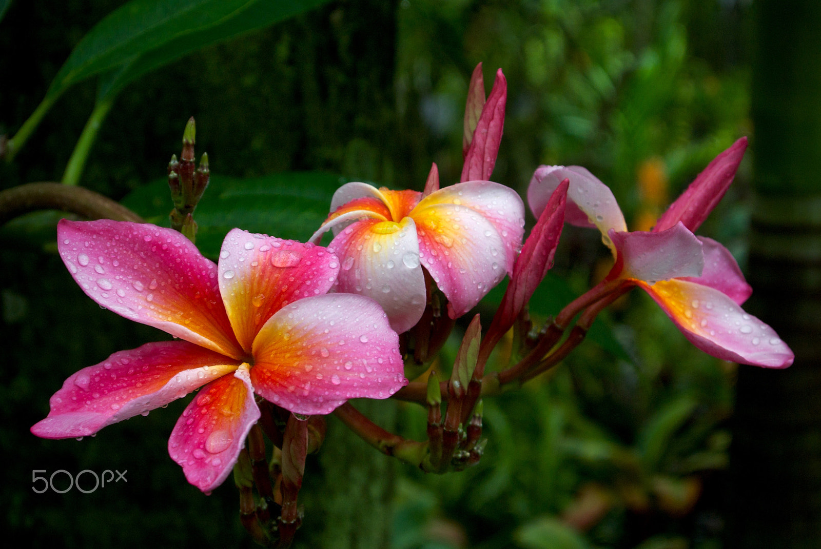 Nikon 1 J2 sample photo. Frangipani photography