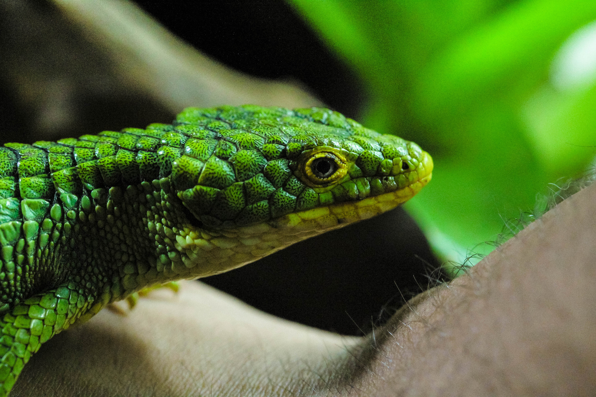Canon EF-S 60mm F2.8 Macro USM sample photo. Abronia graminea photography