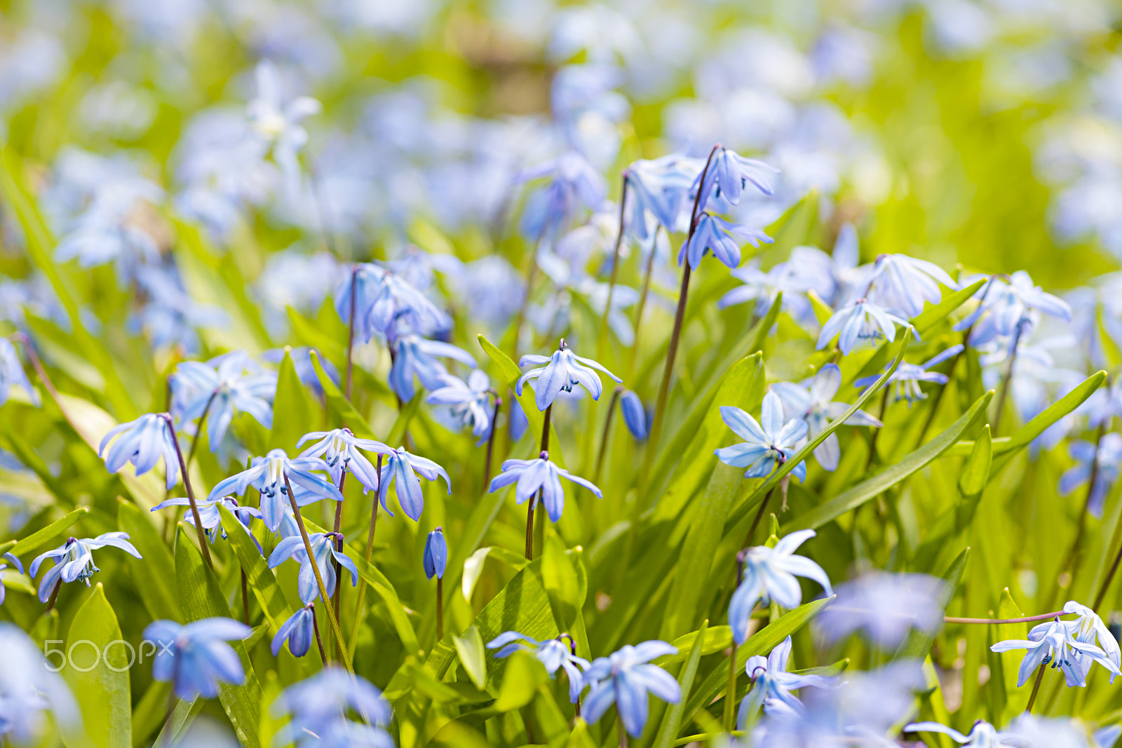 Nikon D3X + Nikon AF-S Micro-Nikkor 105mm F2.8G IF-ED VR sample photo. Spring blue flowers photography