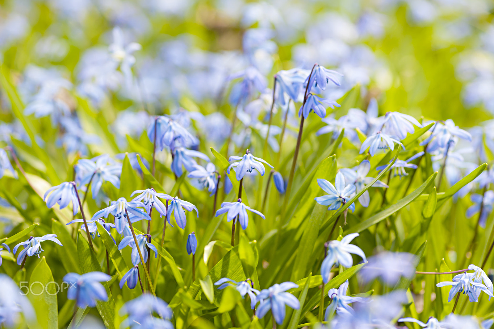 Nikon D3X sample photo. Spring blue flowers photography