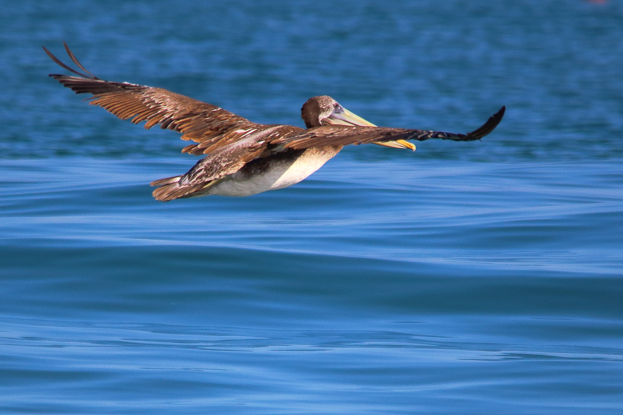 Sigma 150-500mm F5-6.3 DG OS HSM sample photo