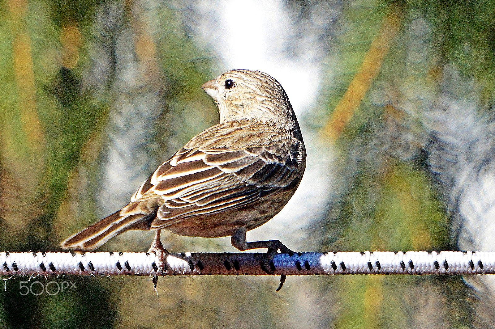 Sony FE 24-240mm F3.5-6.3 OSS sample photo. Female house finch photography