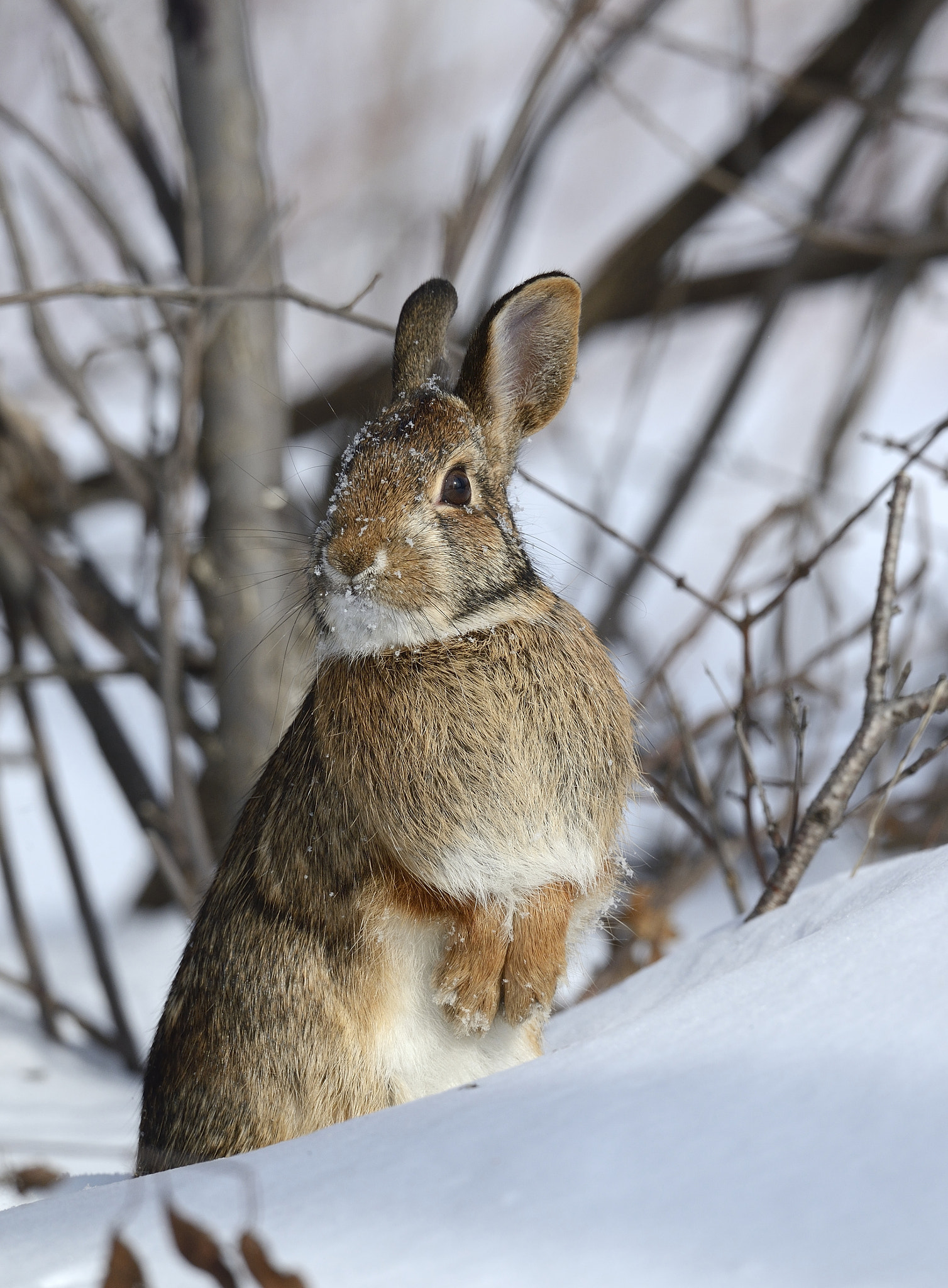 Nikon D4 + Sigma 24-60mm F2.8 EX DG sample photo. Lapin a queue blanche / sylvilagus floridanus / photography