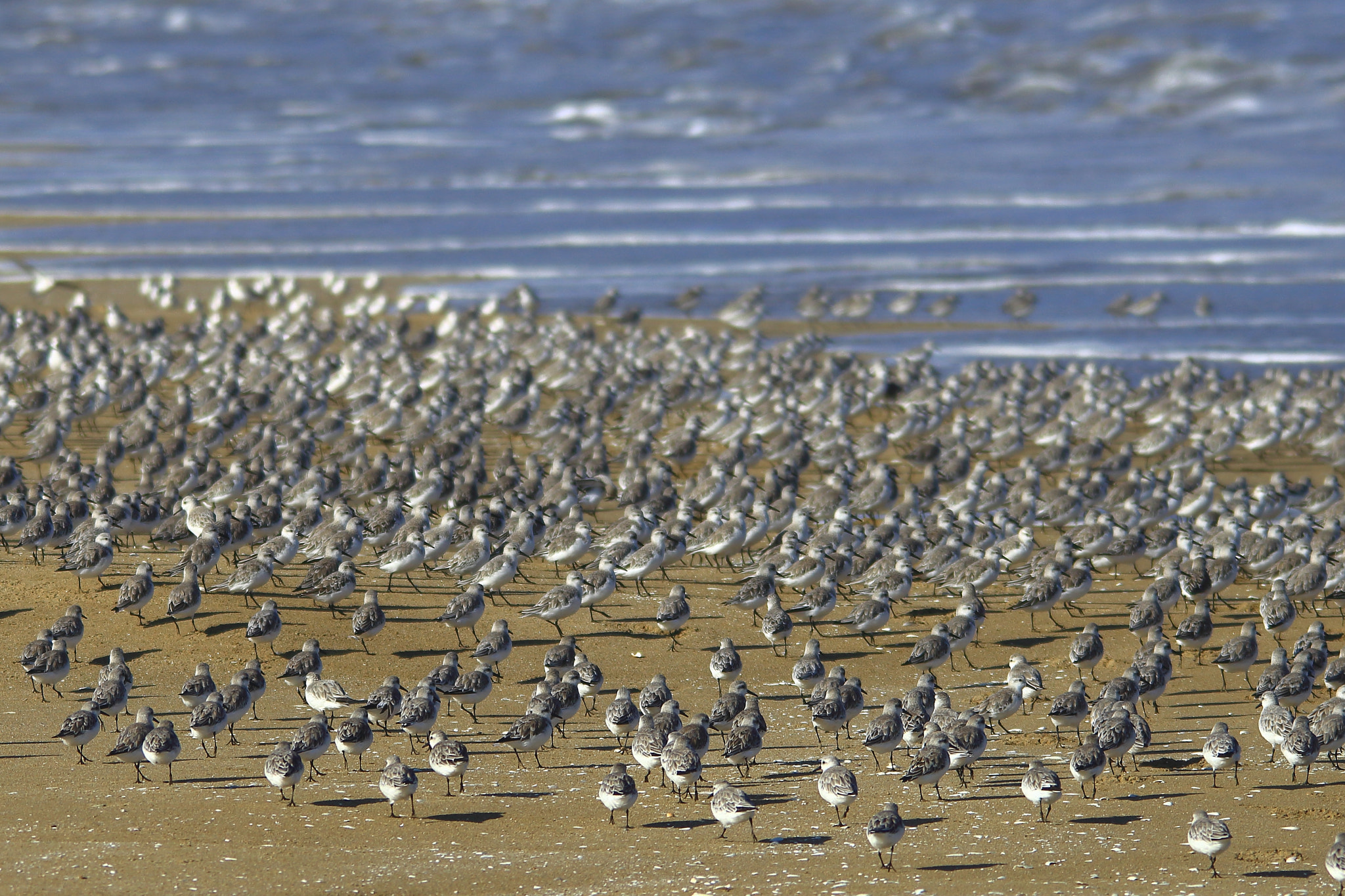 Sigma 150-500mm F5-6.3 DG OS HSM sample photo