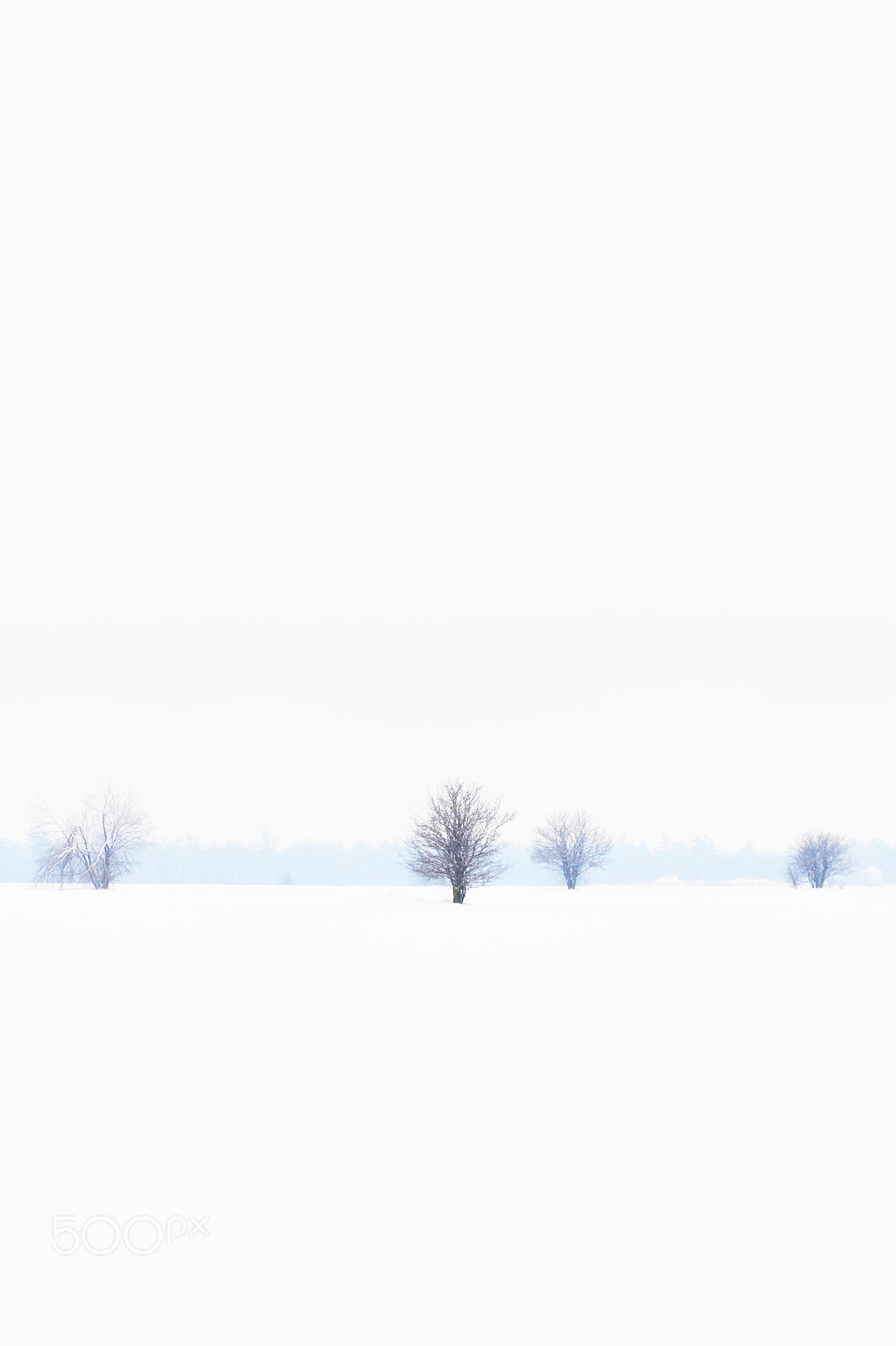 Nikon AF-S Nikkor 70-200mm F4G ED VR sample photo. Snow trees photography