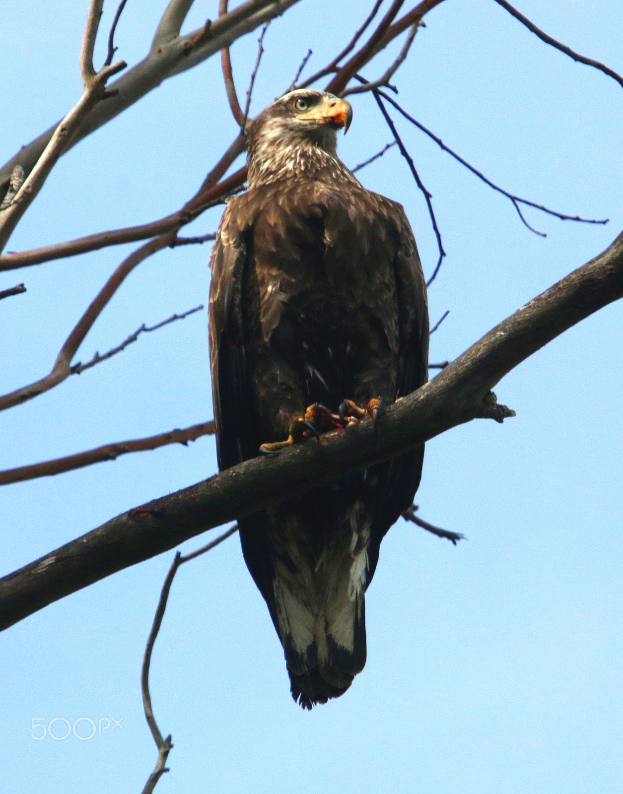 Canon EF 100-400mm F4.5-5.6L IS USM sample photo. Young female bald eagle photography