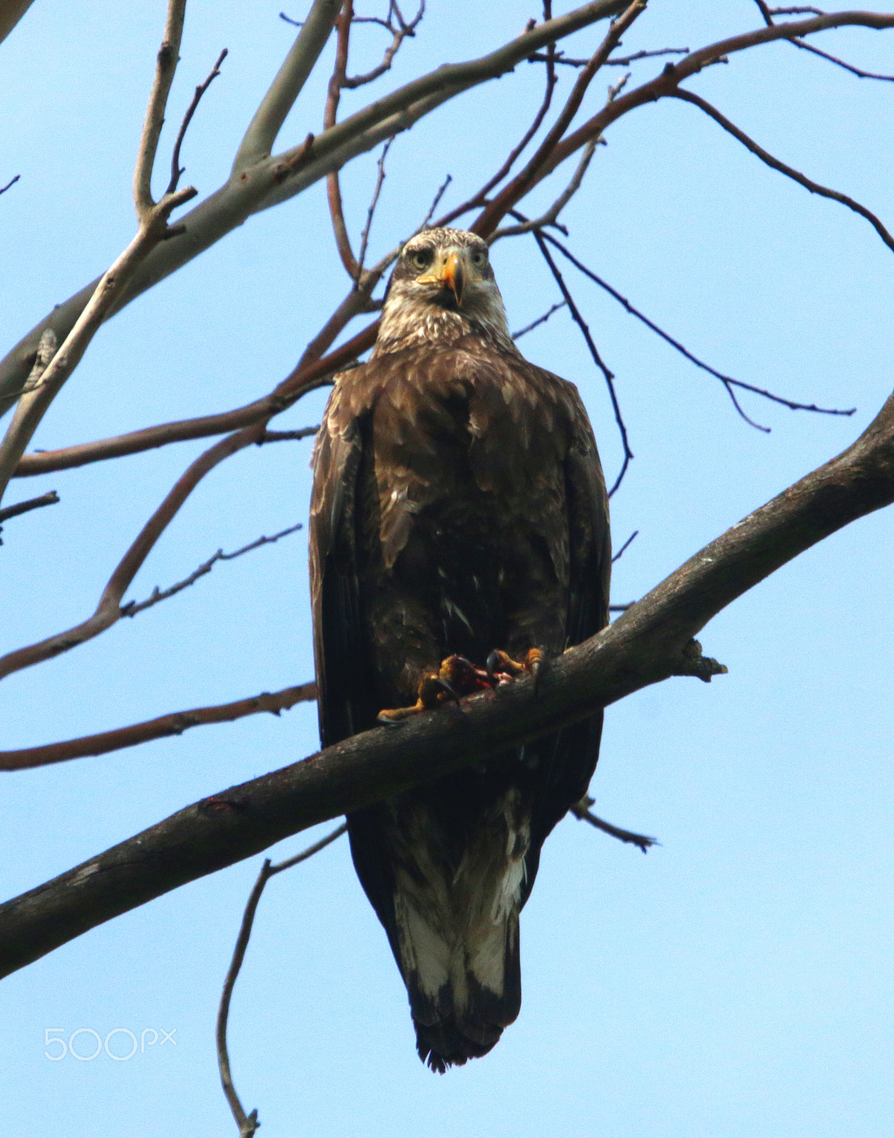 Canon EF 100-400mm F4.5-5.6L IS USM sample photo. Young female bald eagle photography
