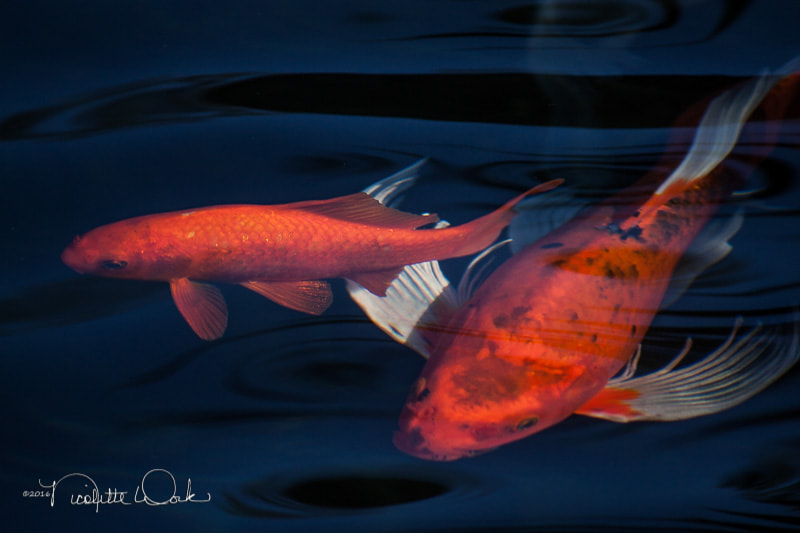 Canon EOS 50D + Canon EF-S 55-250mm F4-5.6 IS II sample photo. Koi photography