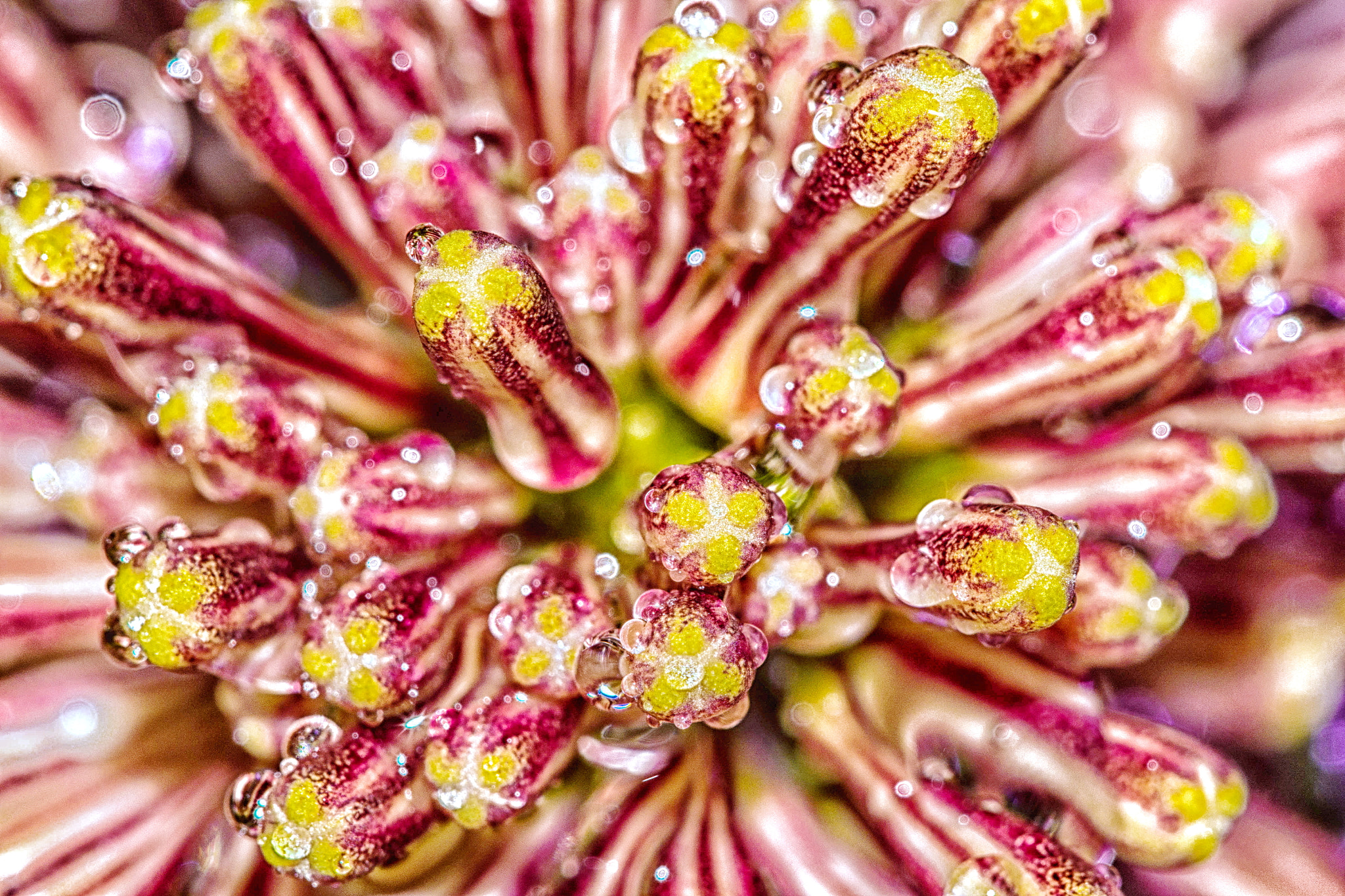 Sigma 150mm F2.8 EX DG Macro HSM sample photo. Dracaena fragrans photography