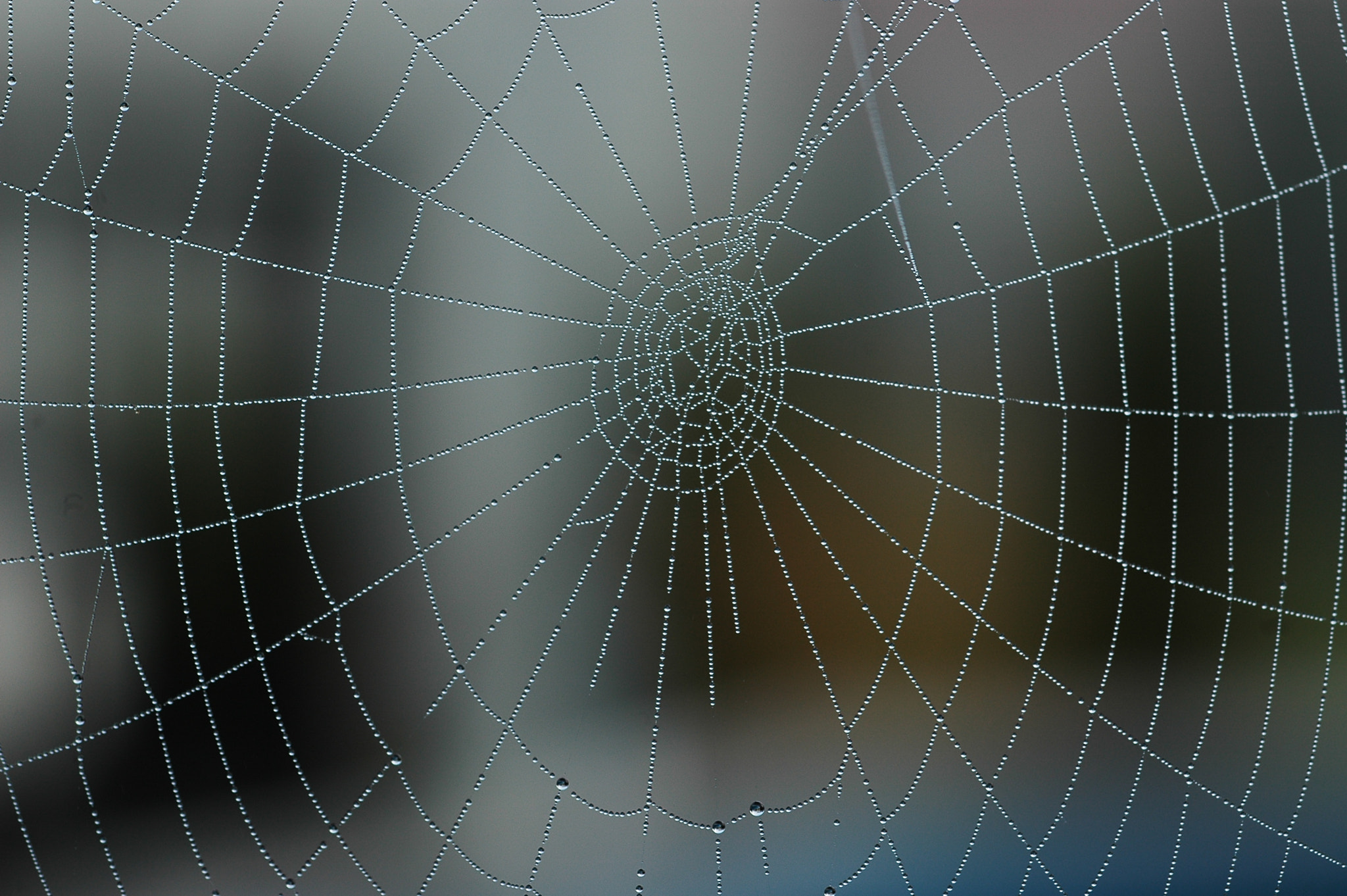Nikon D70 + Nikon AF Micro-Nikkor 60mm F2.8D sample photo. Spider web photography