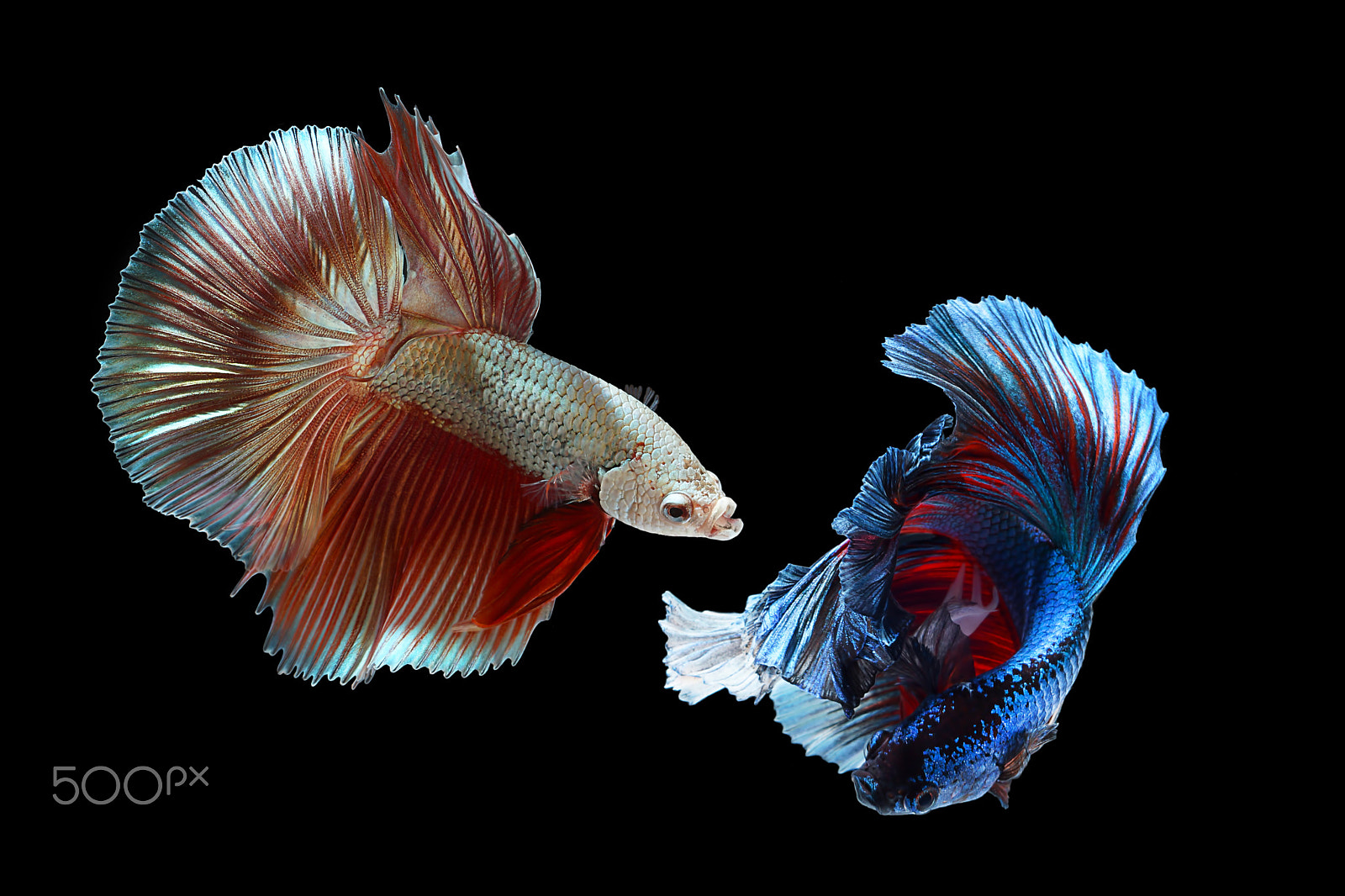 Sony SLT-A65 (SLT-A65V) + MACRO 50mm F2.8 sample photo. Betta fish photography