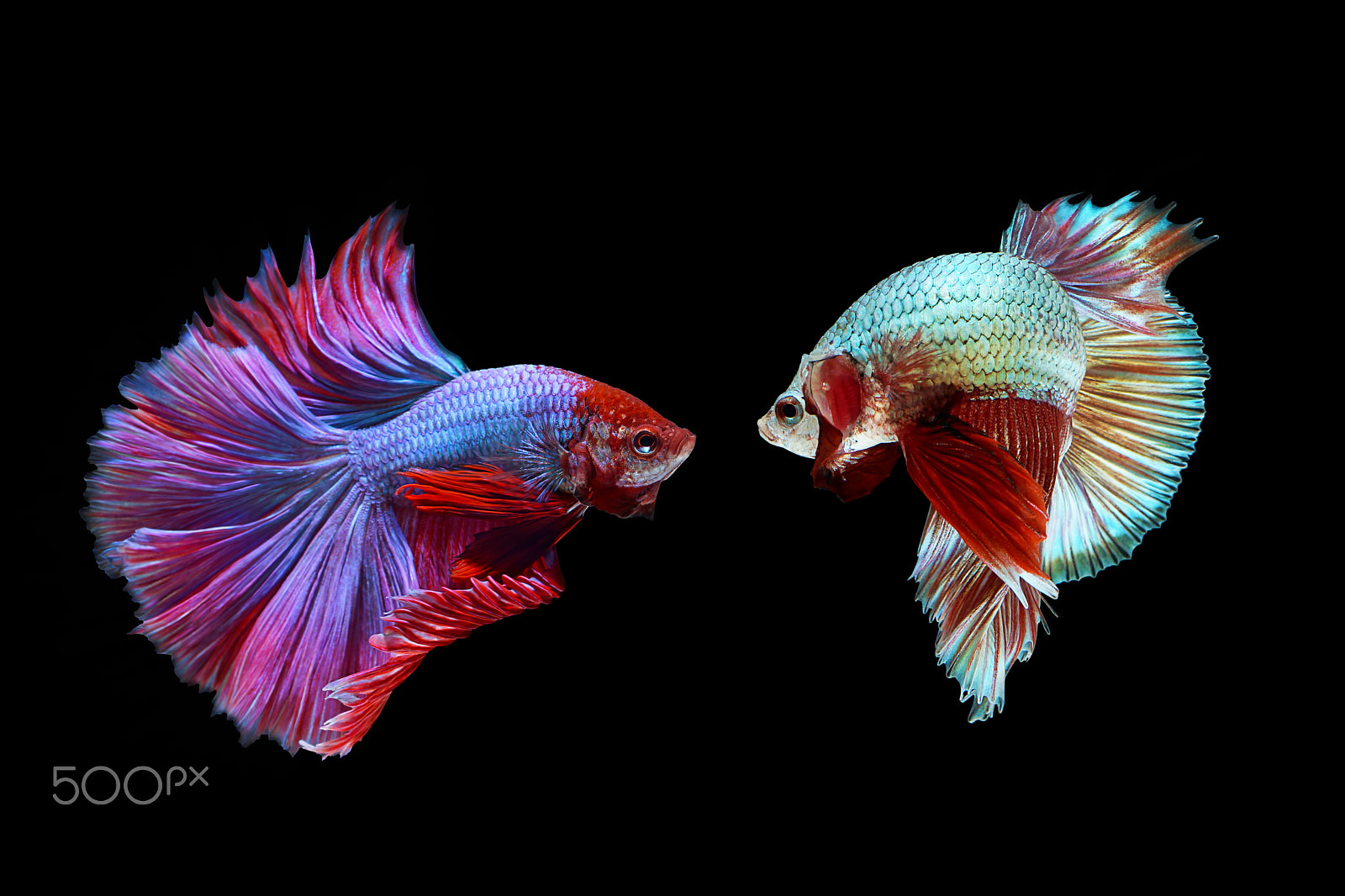 Sony SLT-A65 (SLT-A65V) + MACRO 50mm F2.8 sample photo. Betta fish photography