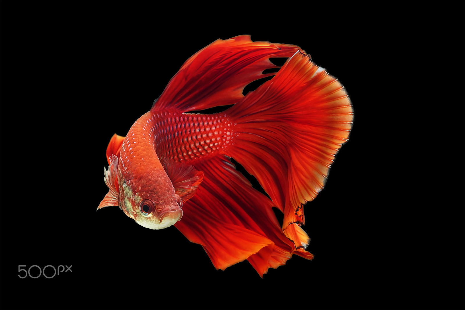 Sony SLT-A65 (SLT-A65V) + MACRO 50mm F2.8 sample photo. Betta fish photography