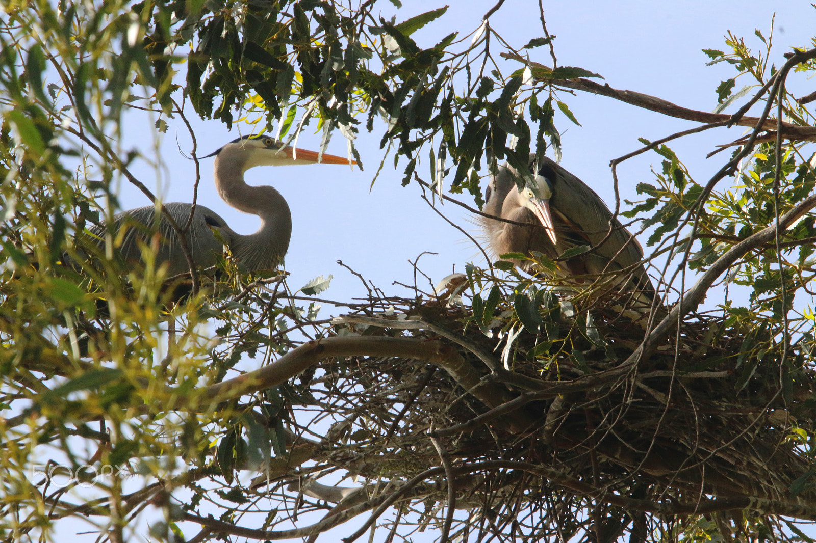 Canon EF 100-400mm F4.5-5.6L IS USM sample photo. Herons building their nest photography