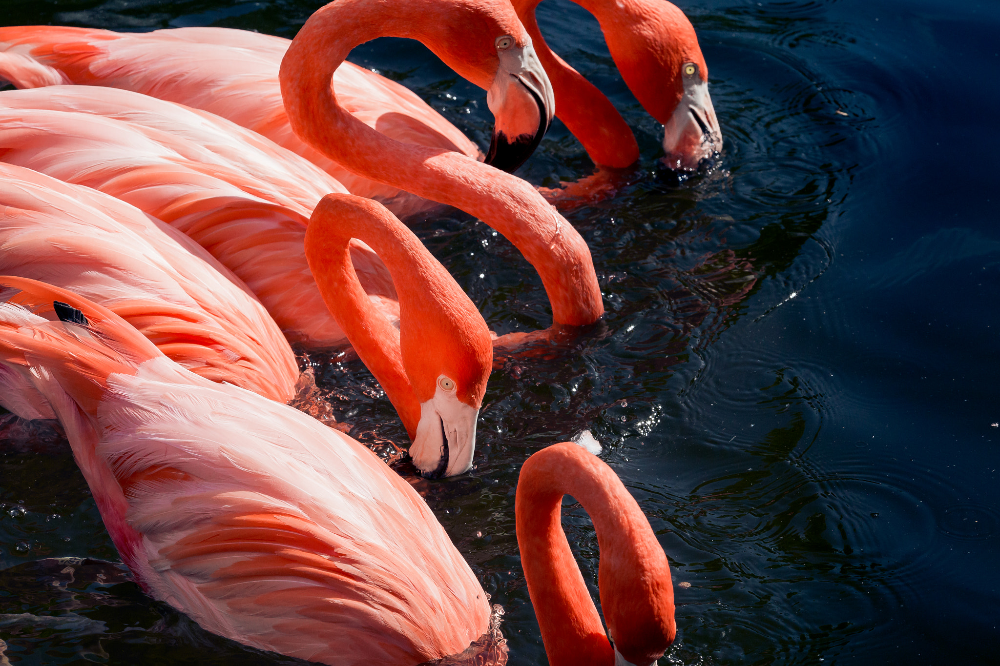 Canon EF 180mm F3.5L Macro USM sample photo. Four flamingos of the apocalypse photography