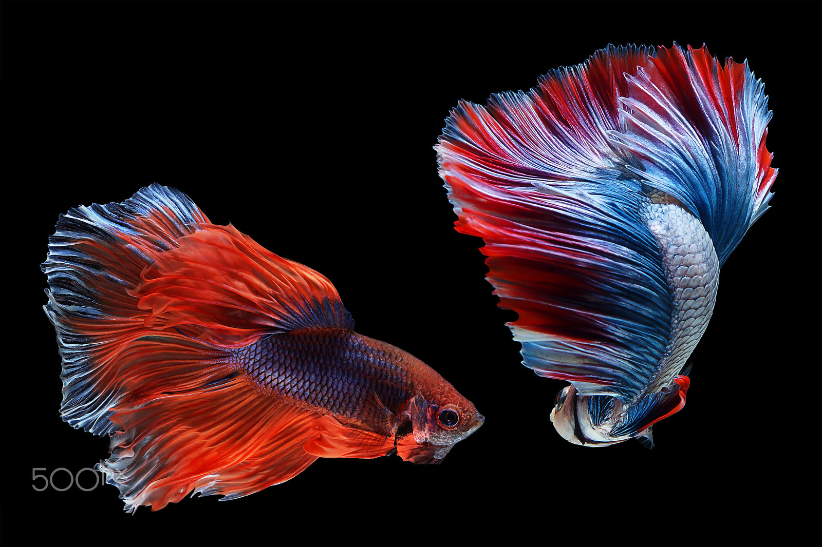 Sony SLT-A65 (SLT-A65V) + MACRO 50mm F2.8 sample photo. Betta fish photography