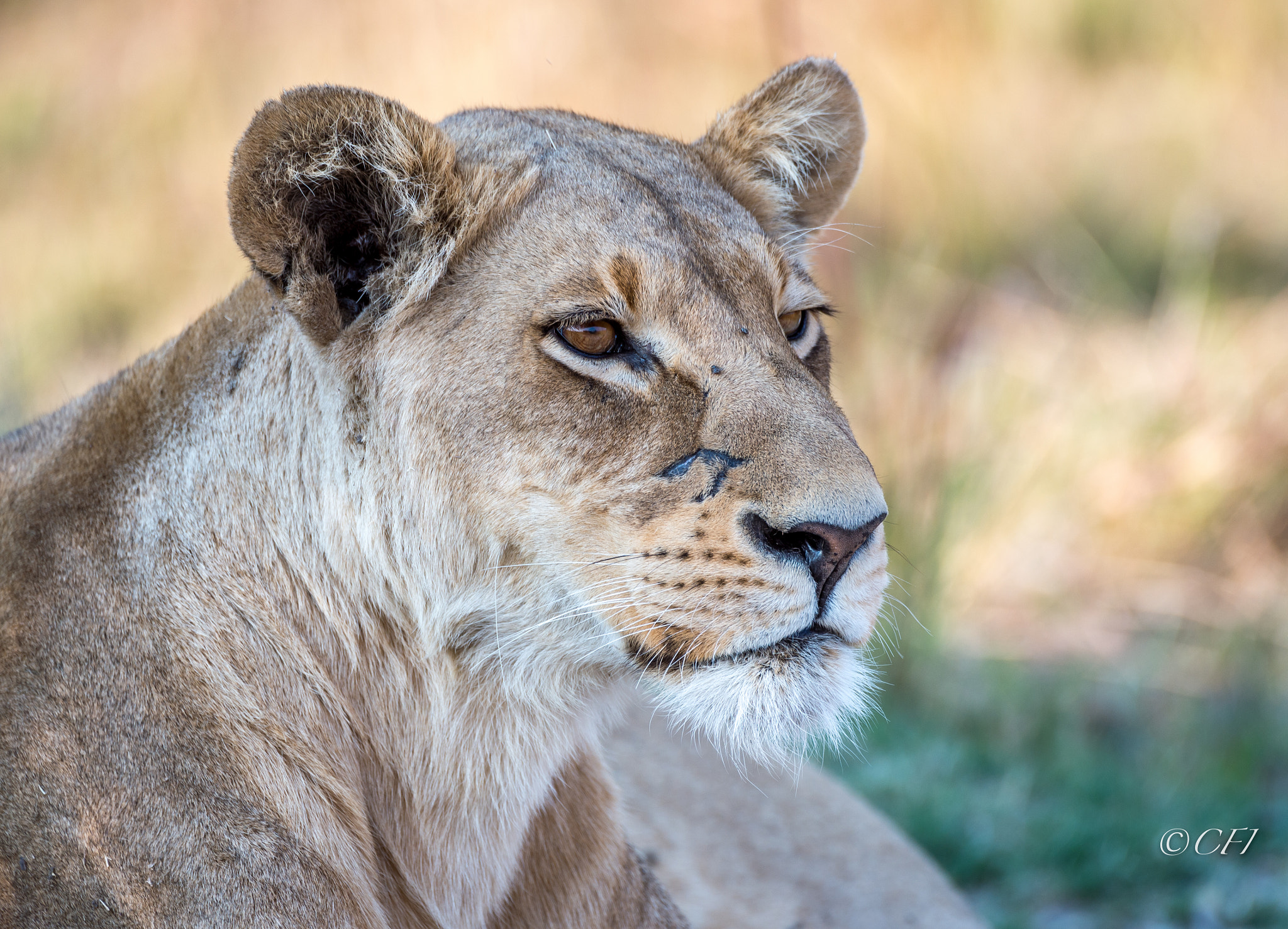 Nikon D4 sample photo. Lioness photography