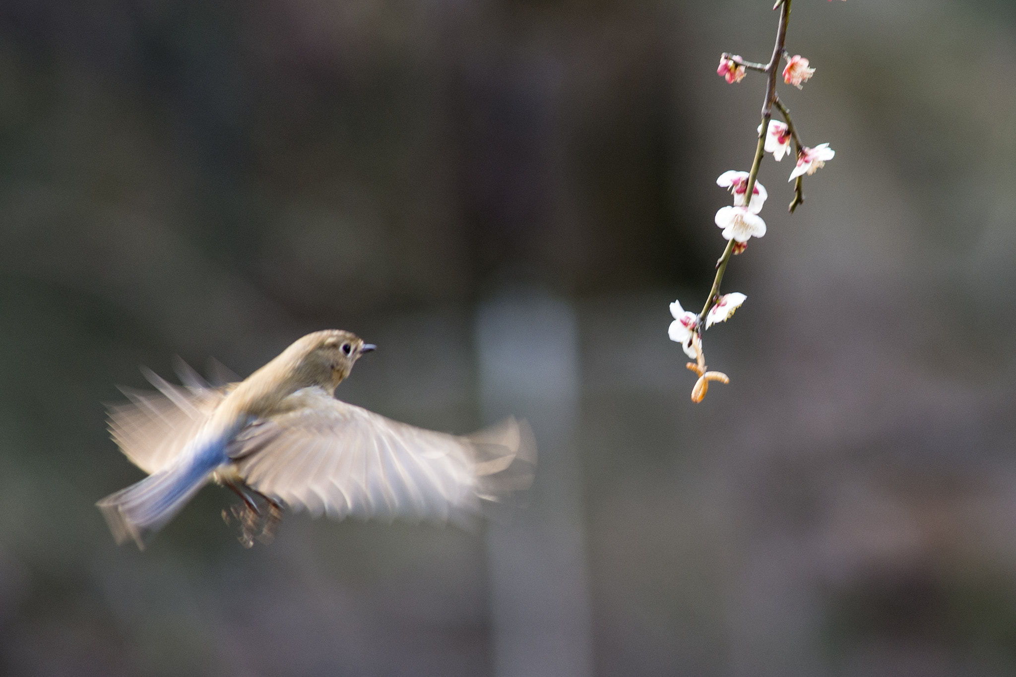 Nikon D4S + AF Nikkor 300mm f/4 IF-ED sample photo