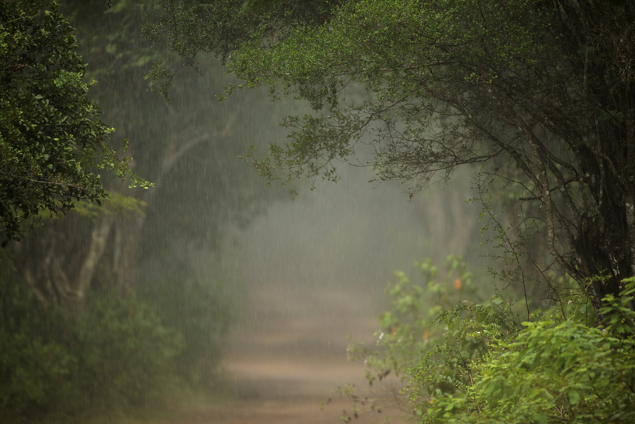 Canon EF 200-400mm F4L IS USM Extender 1.4x sample photo. When it rained.... photography