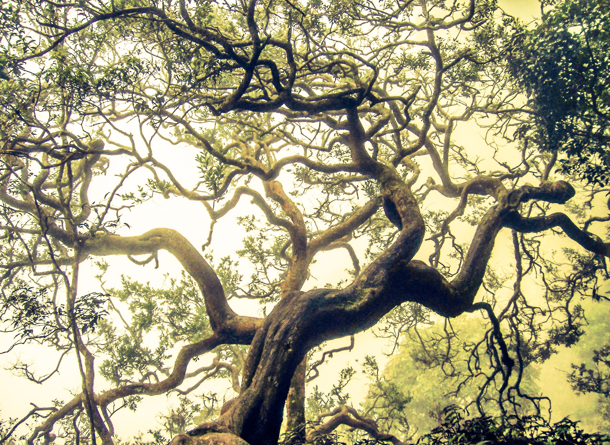 Kodak V603 ZOOM DIGITAL CAMERA sample photo. Tree branches  photography