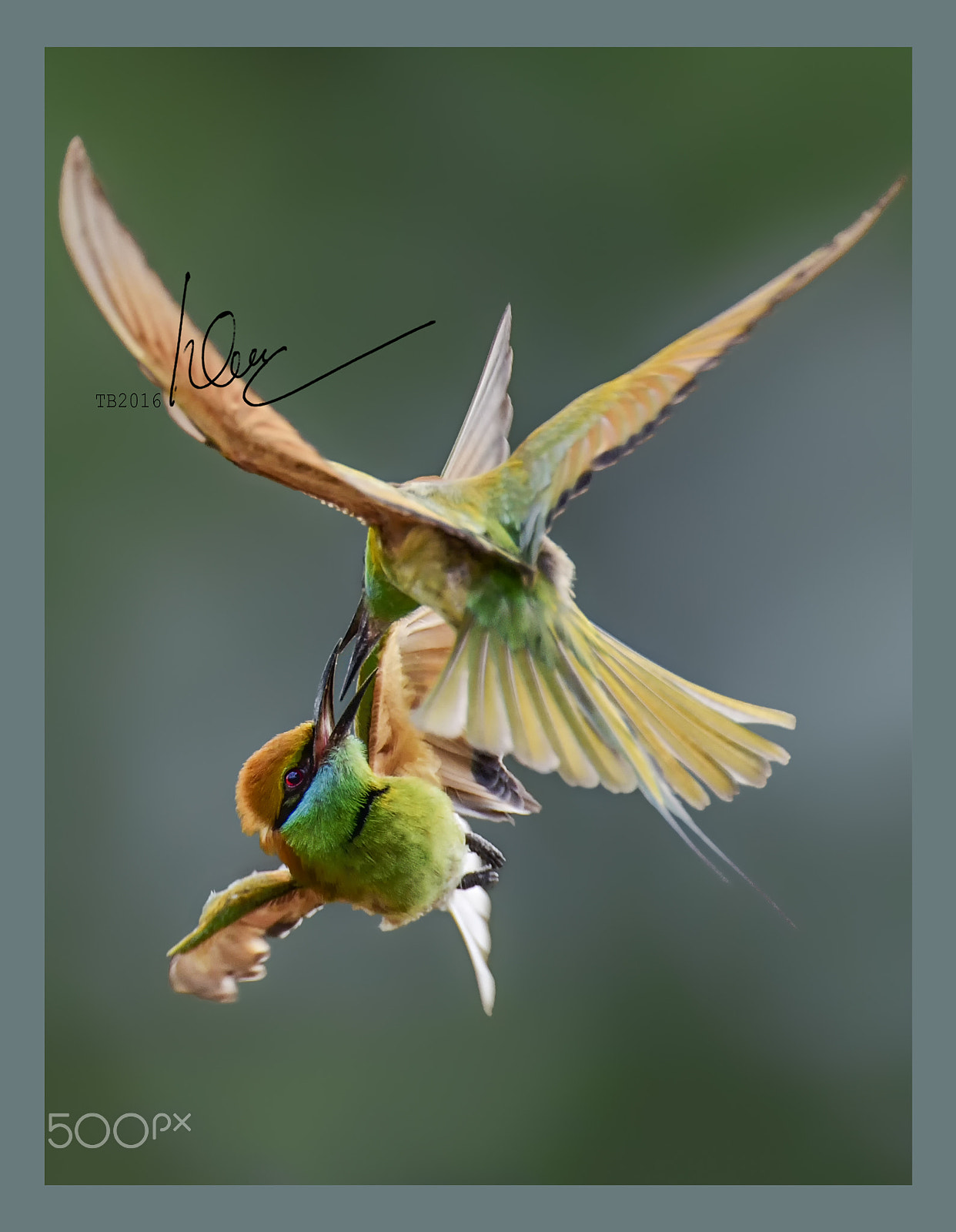 Nikon AF-S Nikkor 600mm F4D ED-IF II sample photo