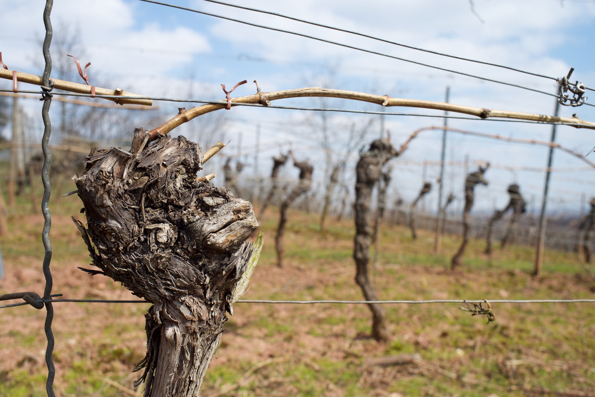 Nikon D600 + AF Nikkor 50mm f/1.8 sample photo. Gnarled vine photography
