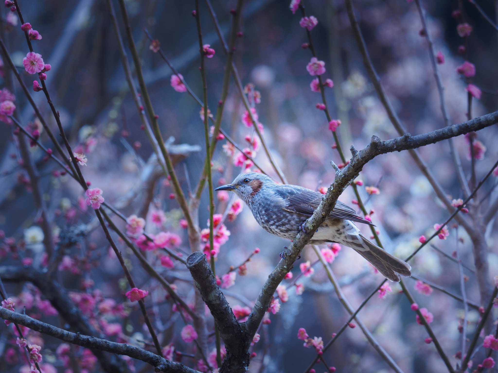 Olympus OM-D E-M1 + M.300mm F4.0 + MC-14 sample photo. 20160303-1#taku'sphoto photography